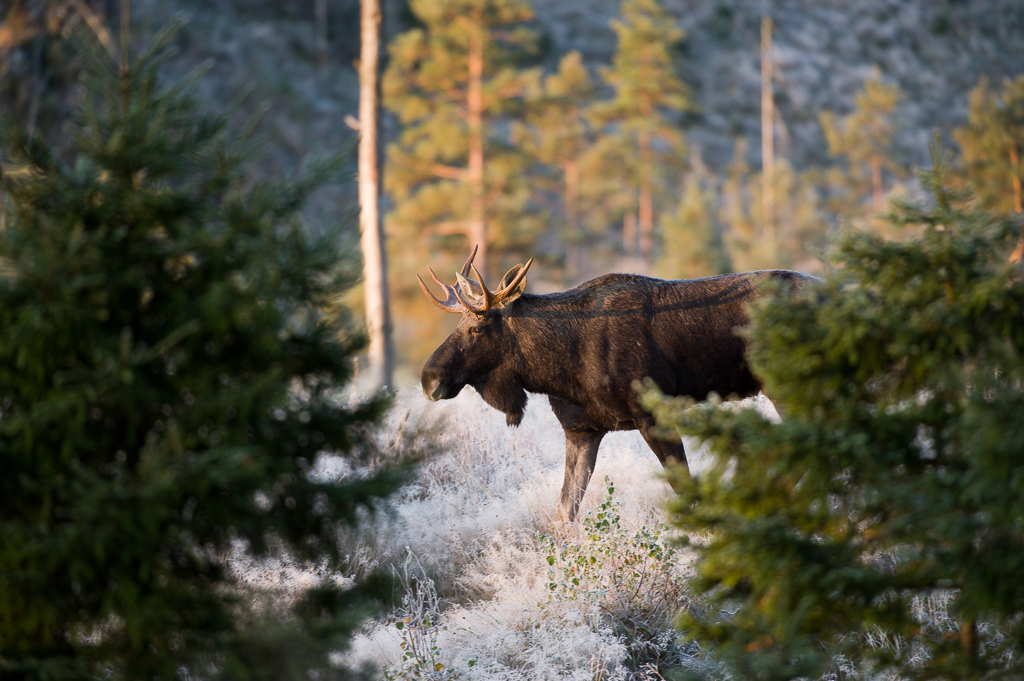 En älg som vandrar i en frostbiten skogsmiljö.