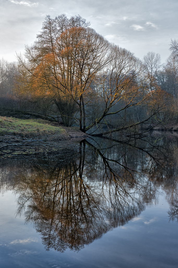 En bild på ett hästfärgat träd intill en stilla å.