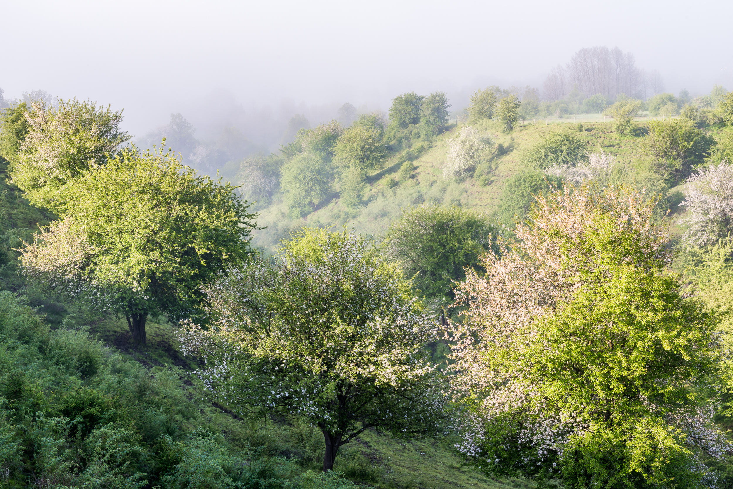En bild på ett böljande grönt landskap.