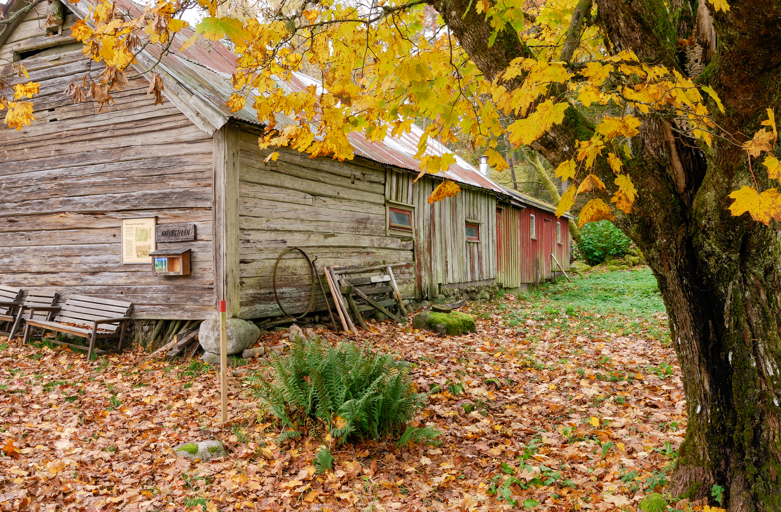 En gammal omålad ladugård. På marken ligger höstlöv.