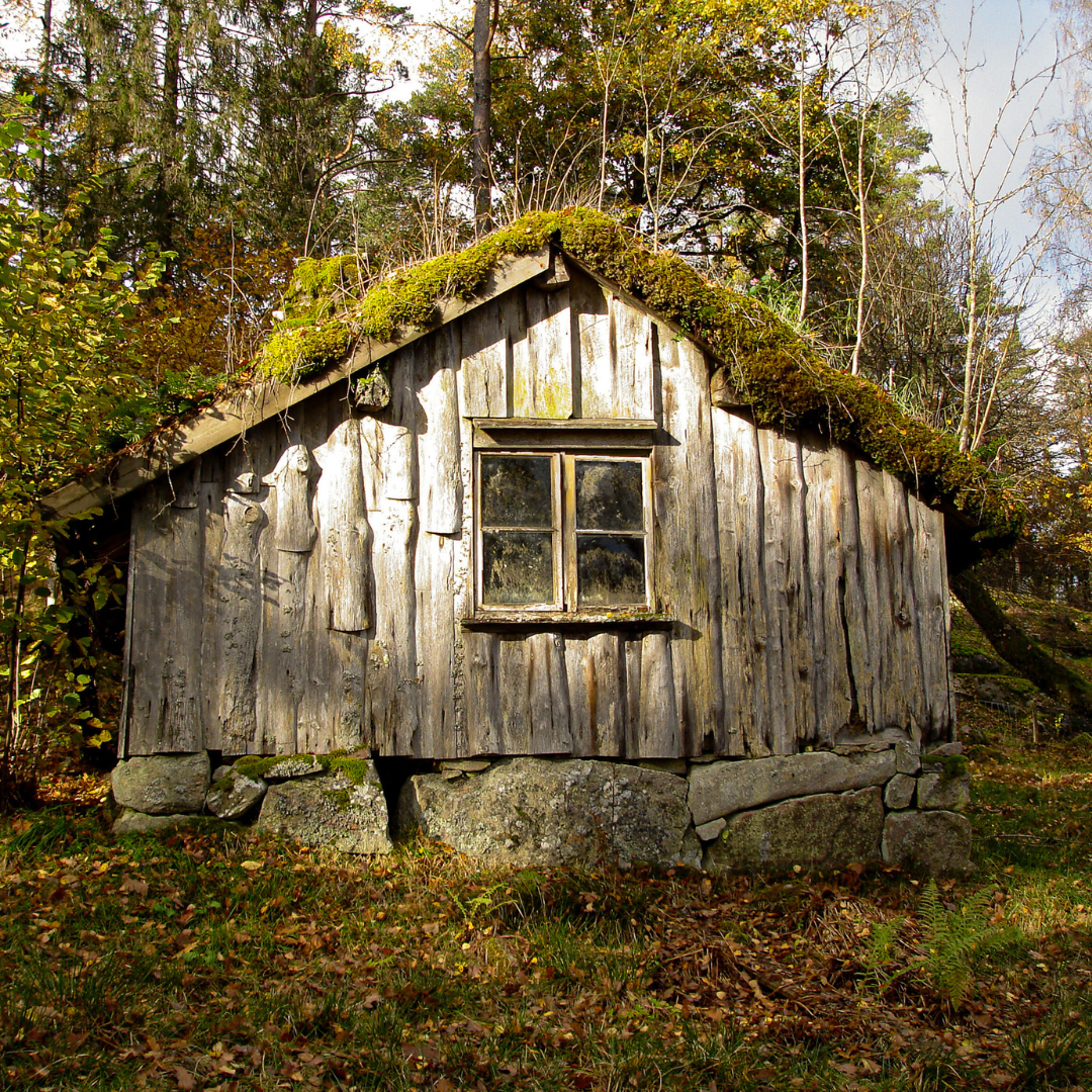 En gammal omålad stuga med mossa på taket.
