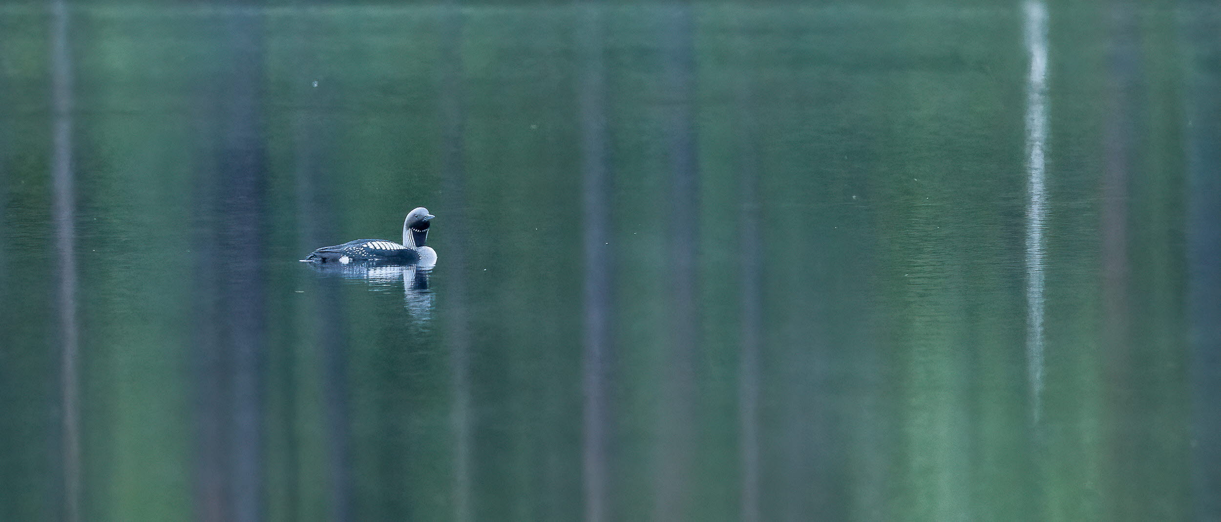 En storlom flyter i spegelblankt vatten.