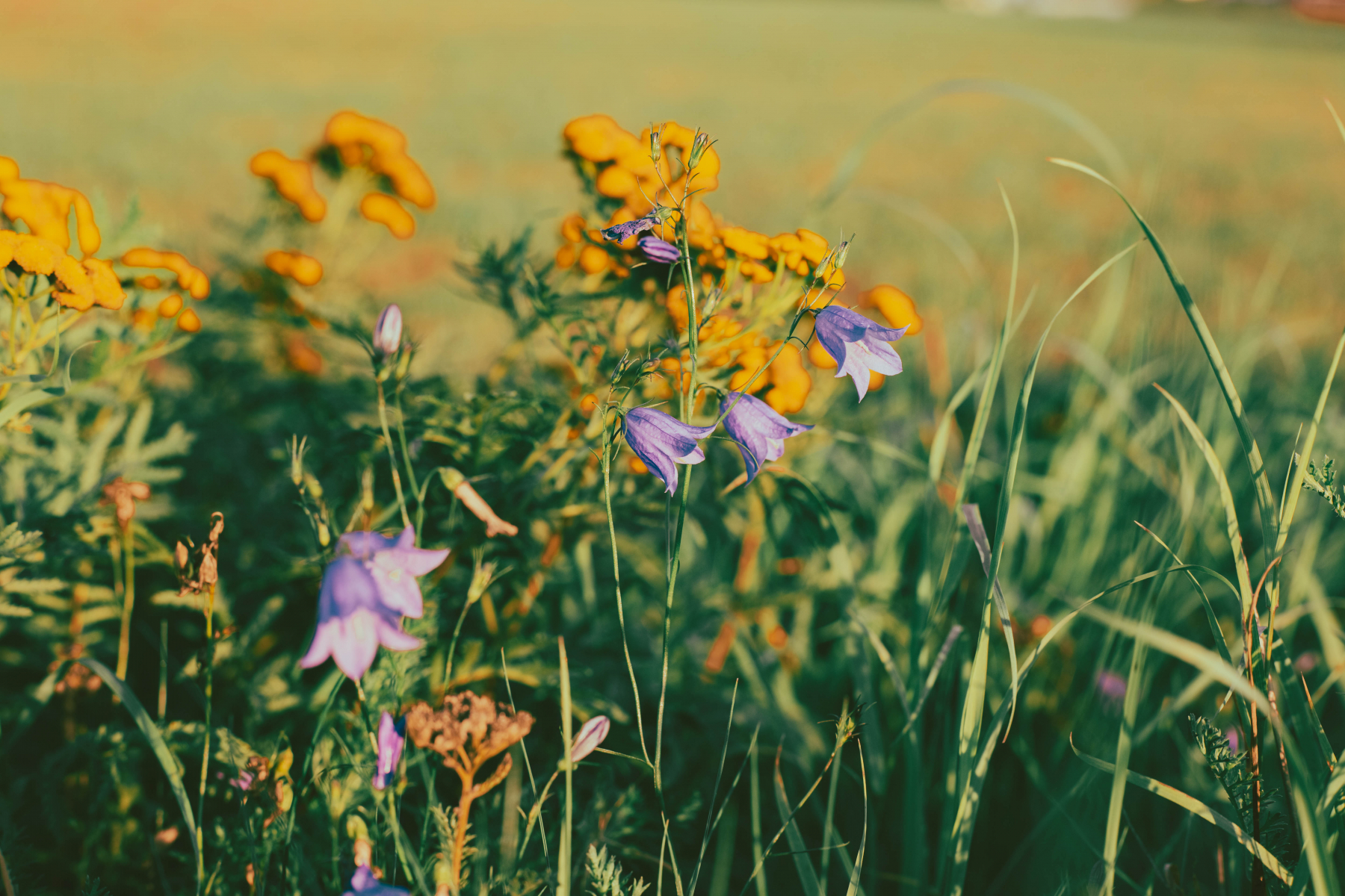 En närbild på blommor på en äng