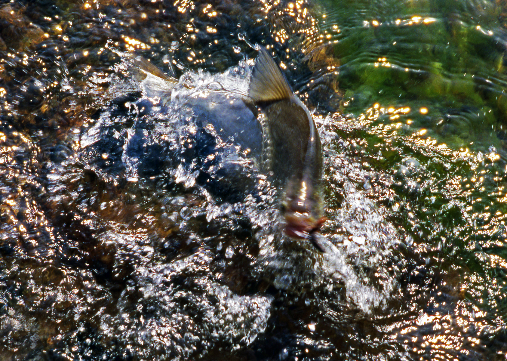 En närbild på en fisk, en brax närmare bestämt, som tittar upp i sjön.
