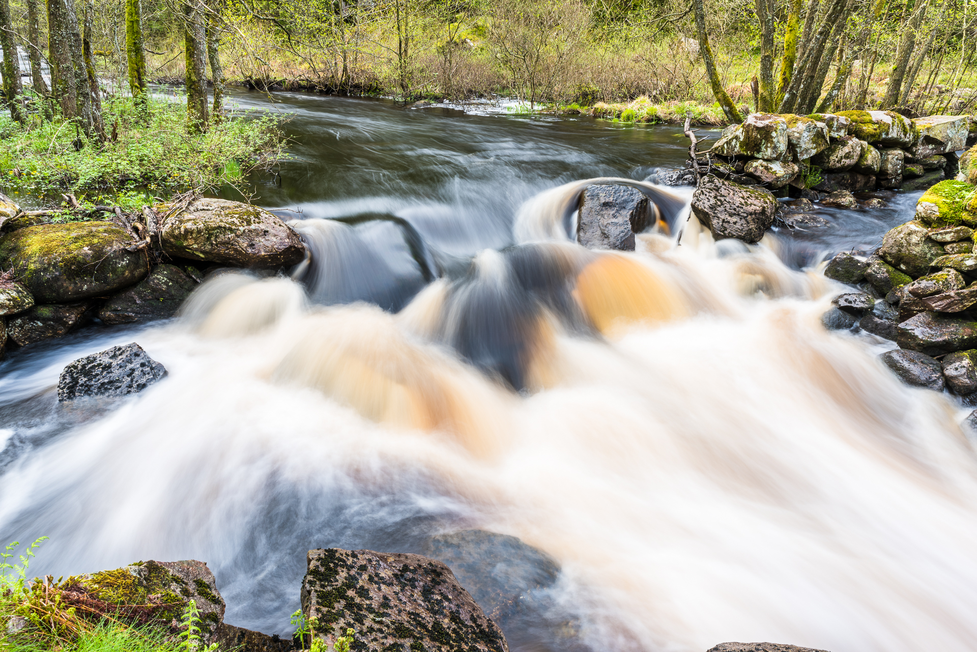 Forsande vatten i en skog.