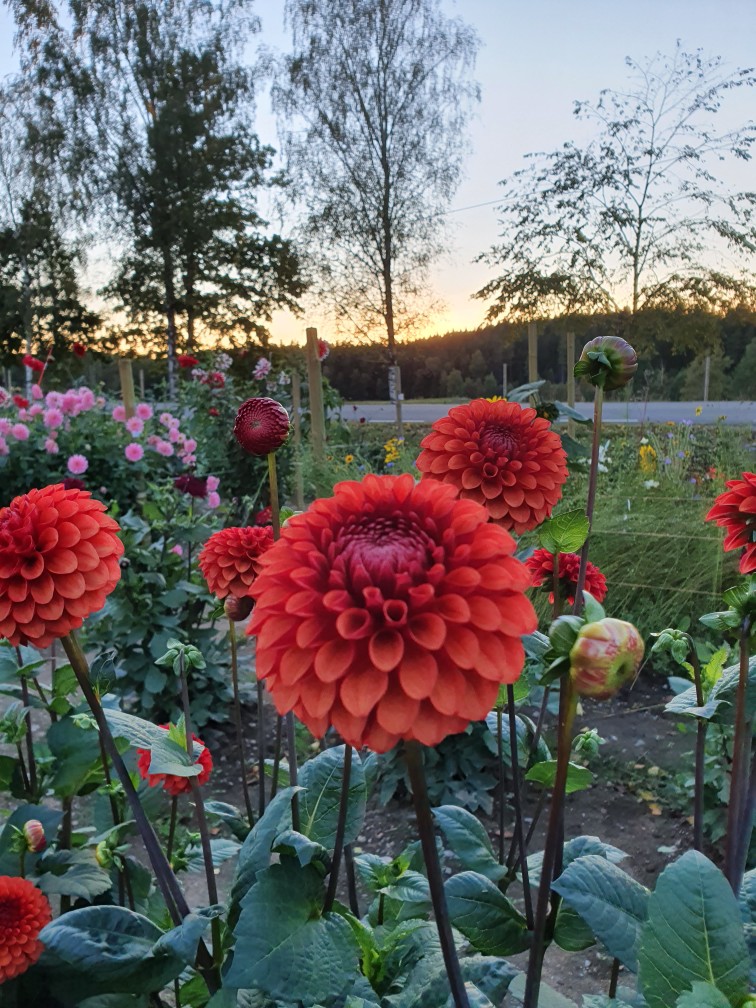 Lundens Trädgård Dahlia
