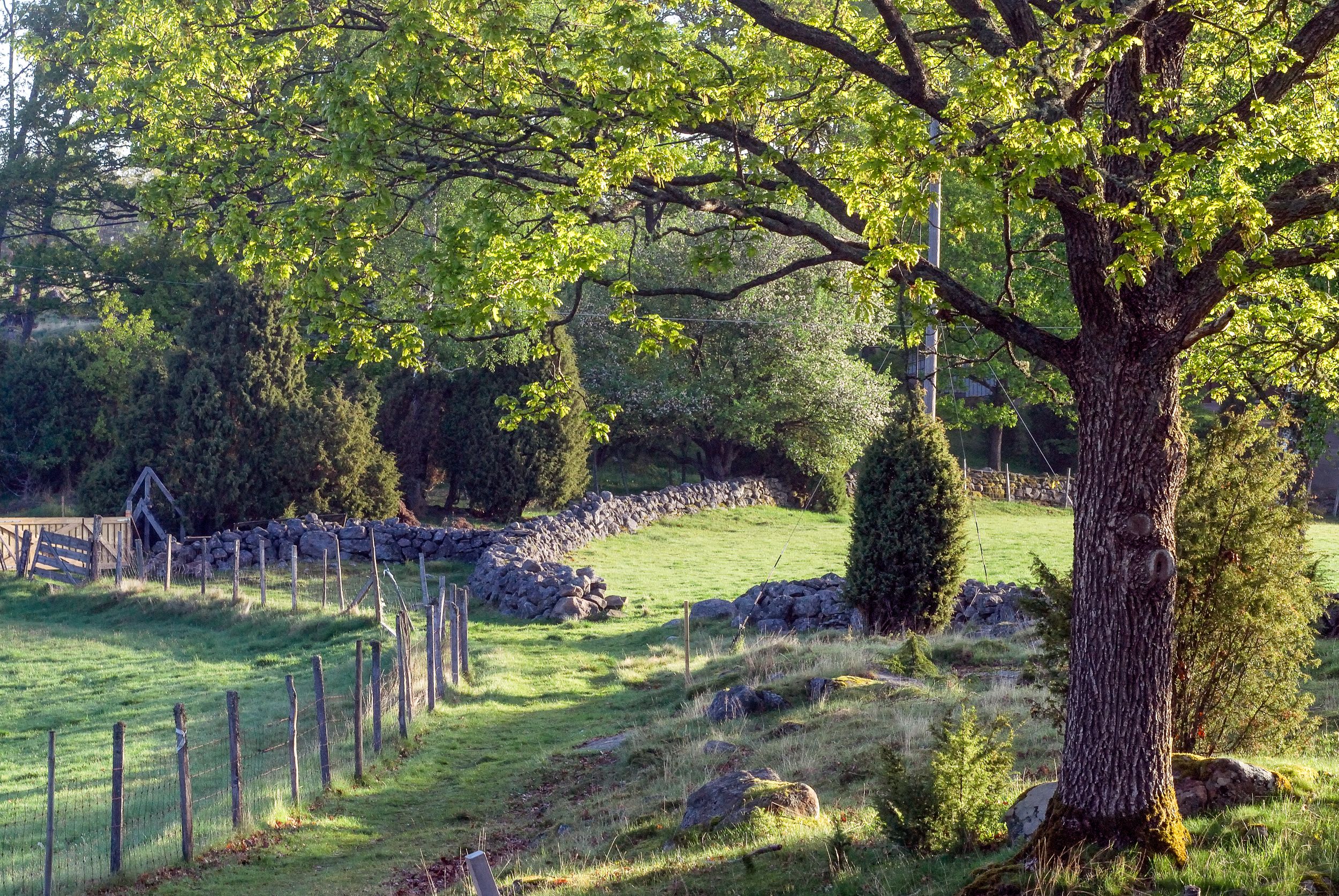 En vacker miljöbild på stenmurar, staket och stora pampiga träd.