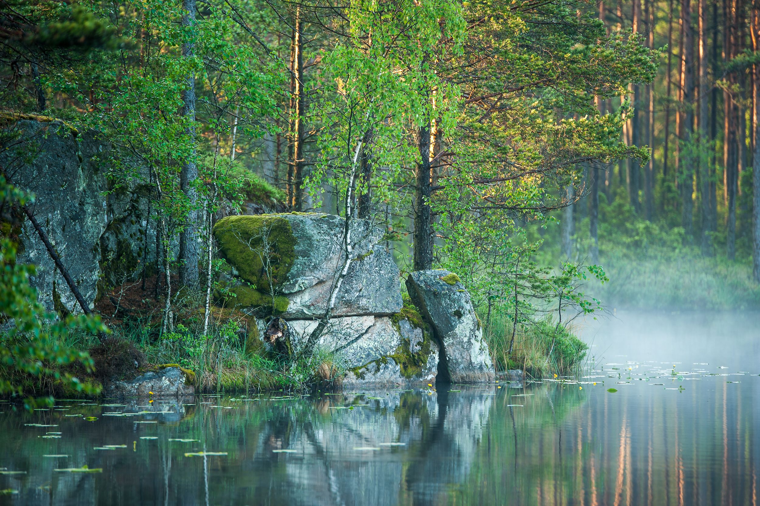 En närbild på en skogsjö med sjörök, stora stenar och spegelblank vattenyta där skogen speglar sig.