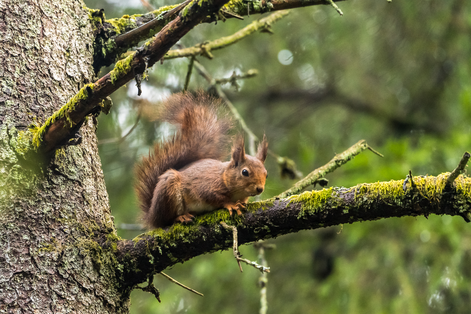 En närbild på en ekorre som sitter i ett träd.
