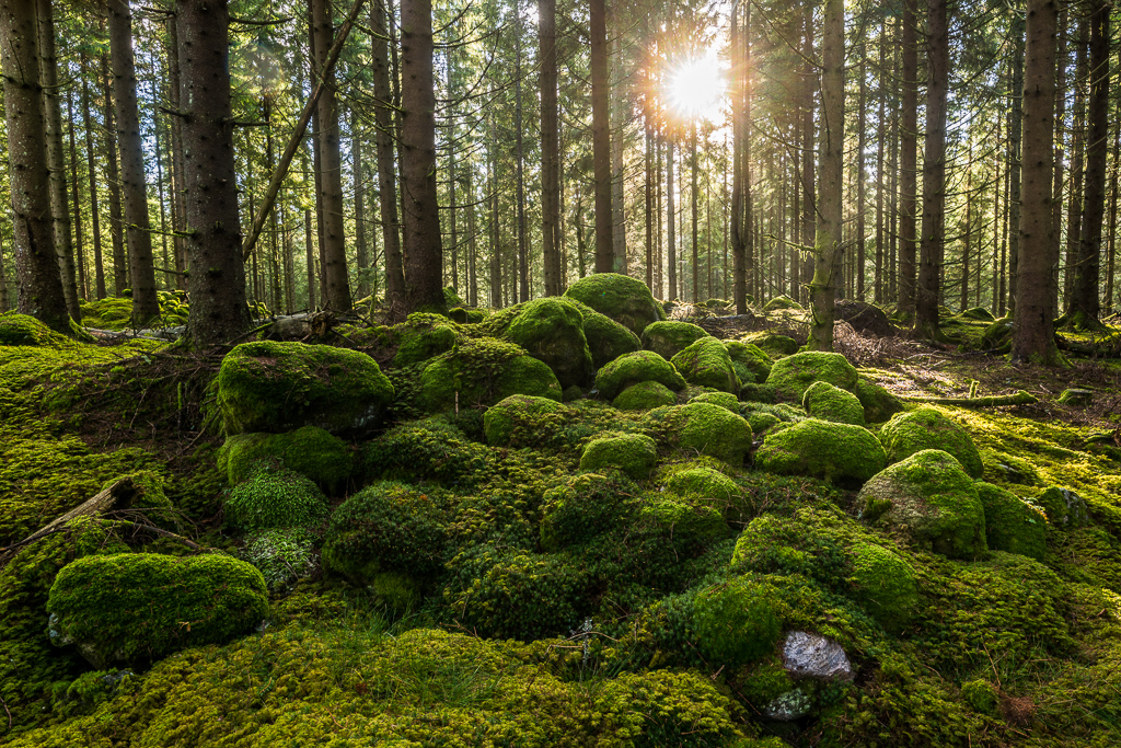 En bild på mossiga stenar i en lummig skog med solsken