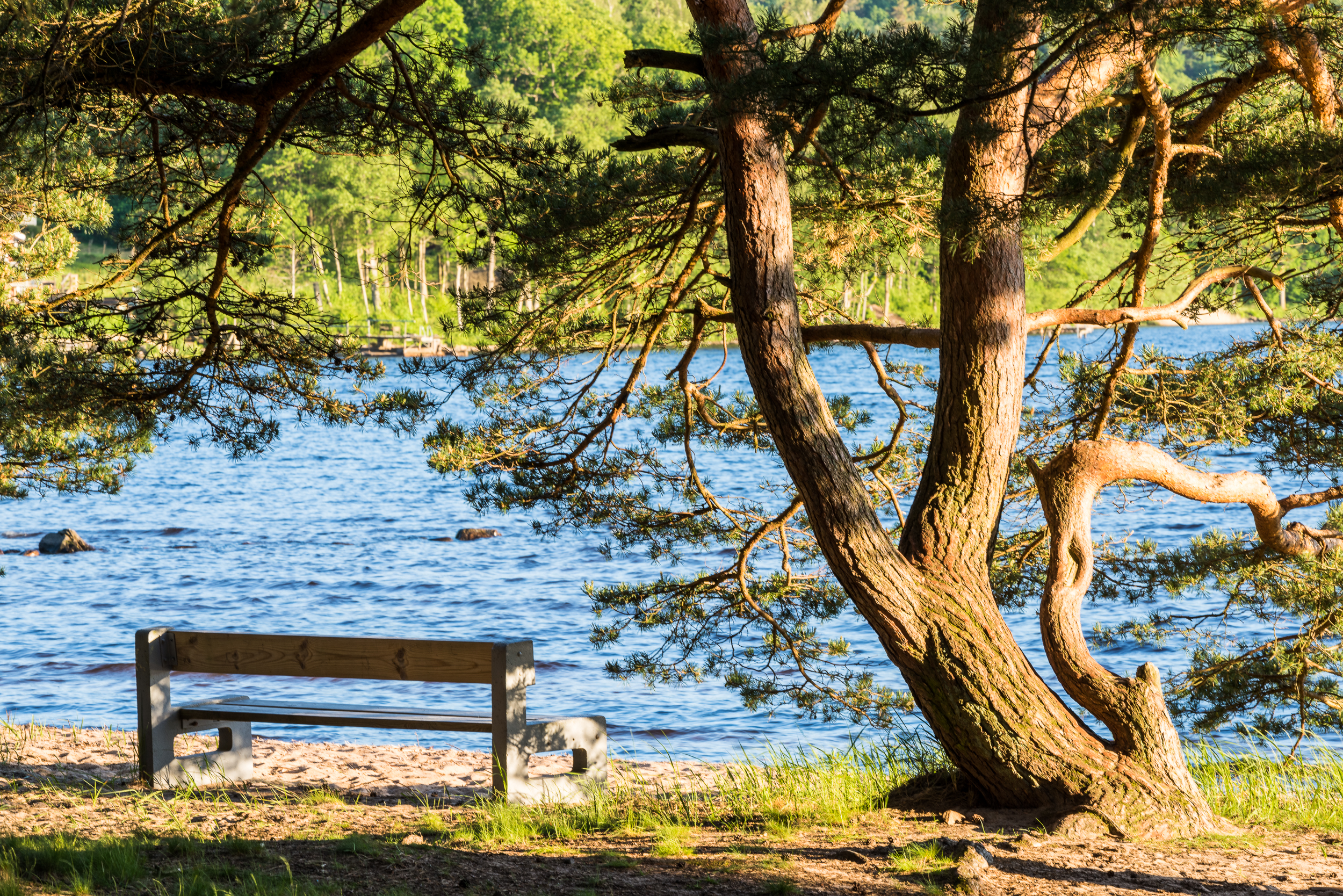 En närbild på en parkbänk som står på en strand under ett träd. Framför bänken ligger en stor, klarblå sjö.