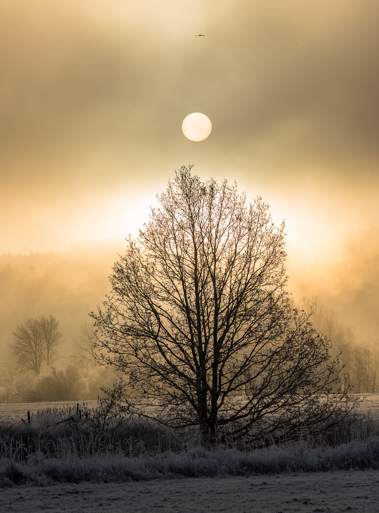 Ett träd i ett frostigt landskap. På himlen lyser en stark fullmåne.