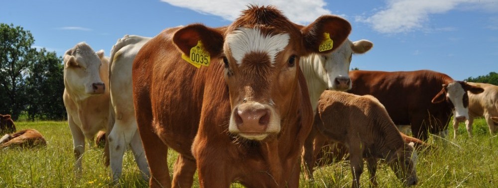 Frugården kött, bild på kor,  från deras webbplats