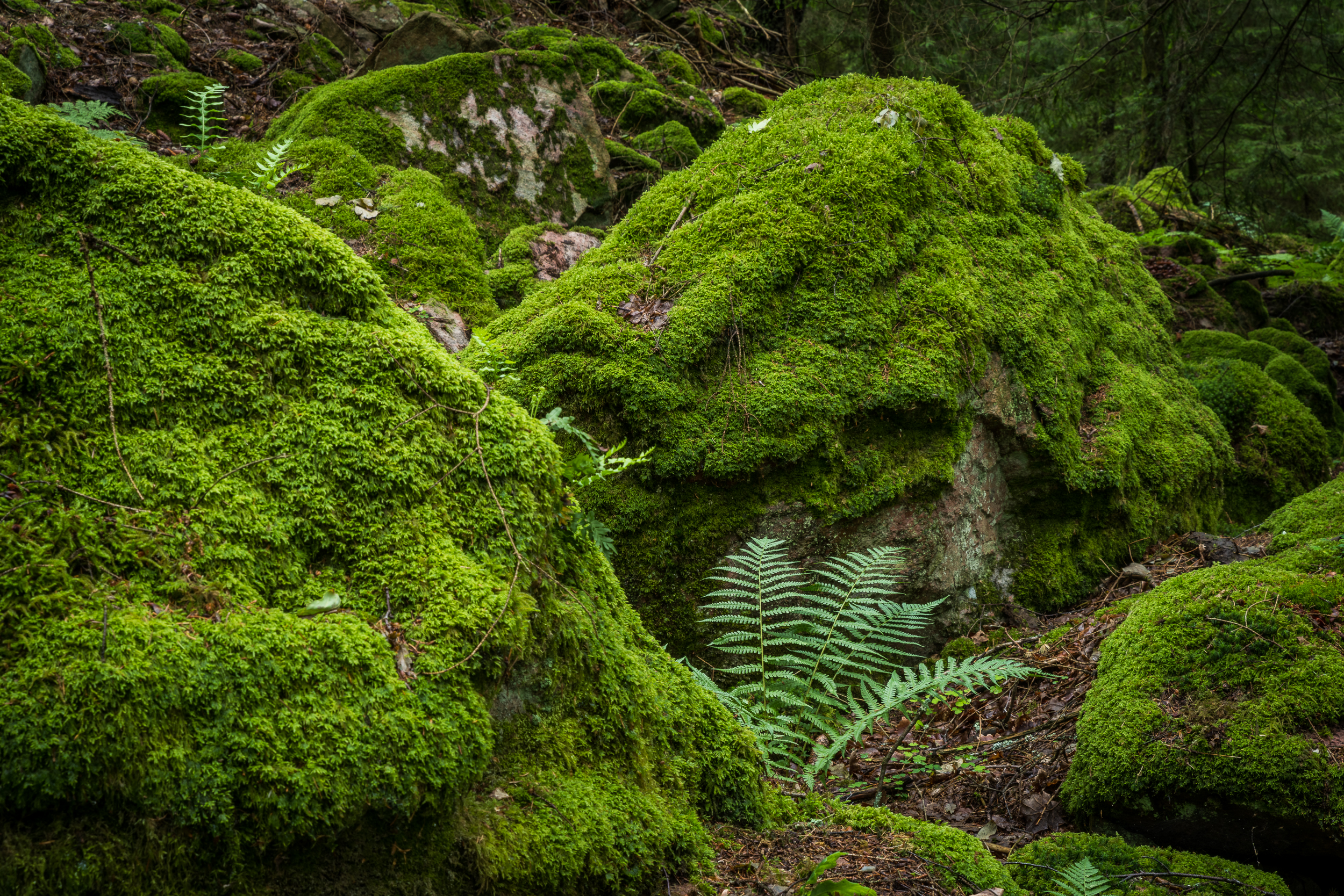 En närbild på stora och mossbeklädda stenbumblingar