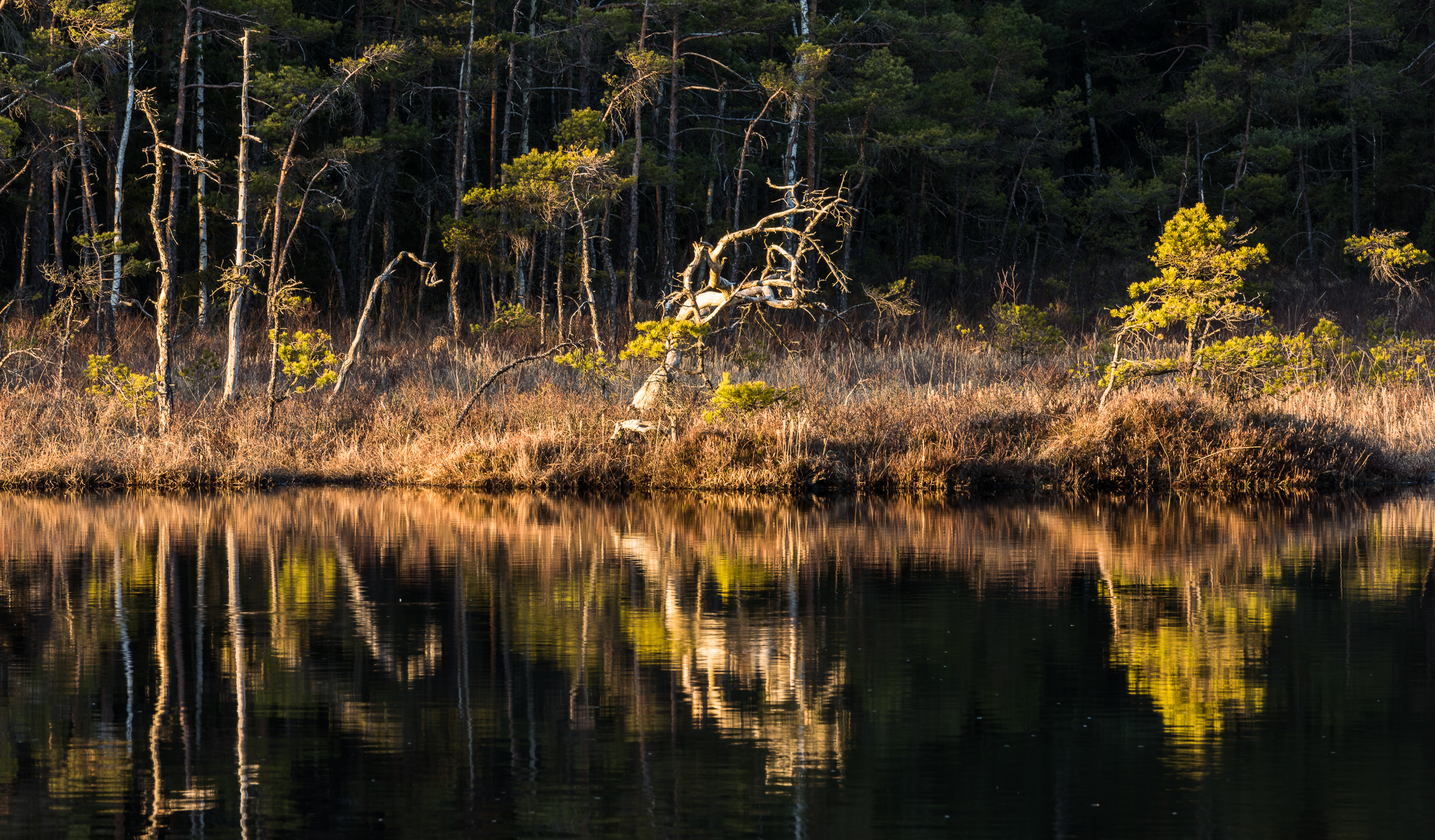 En bild på ett litet skogstjärn där taniga barrträd står vid kanten och speglas i vattenytan. I bakgrunden står en tjockare, djupare barrskog.