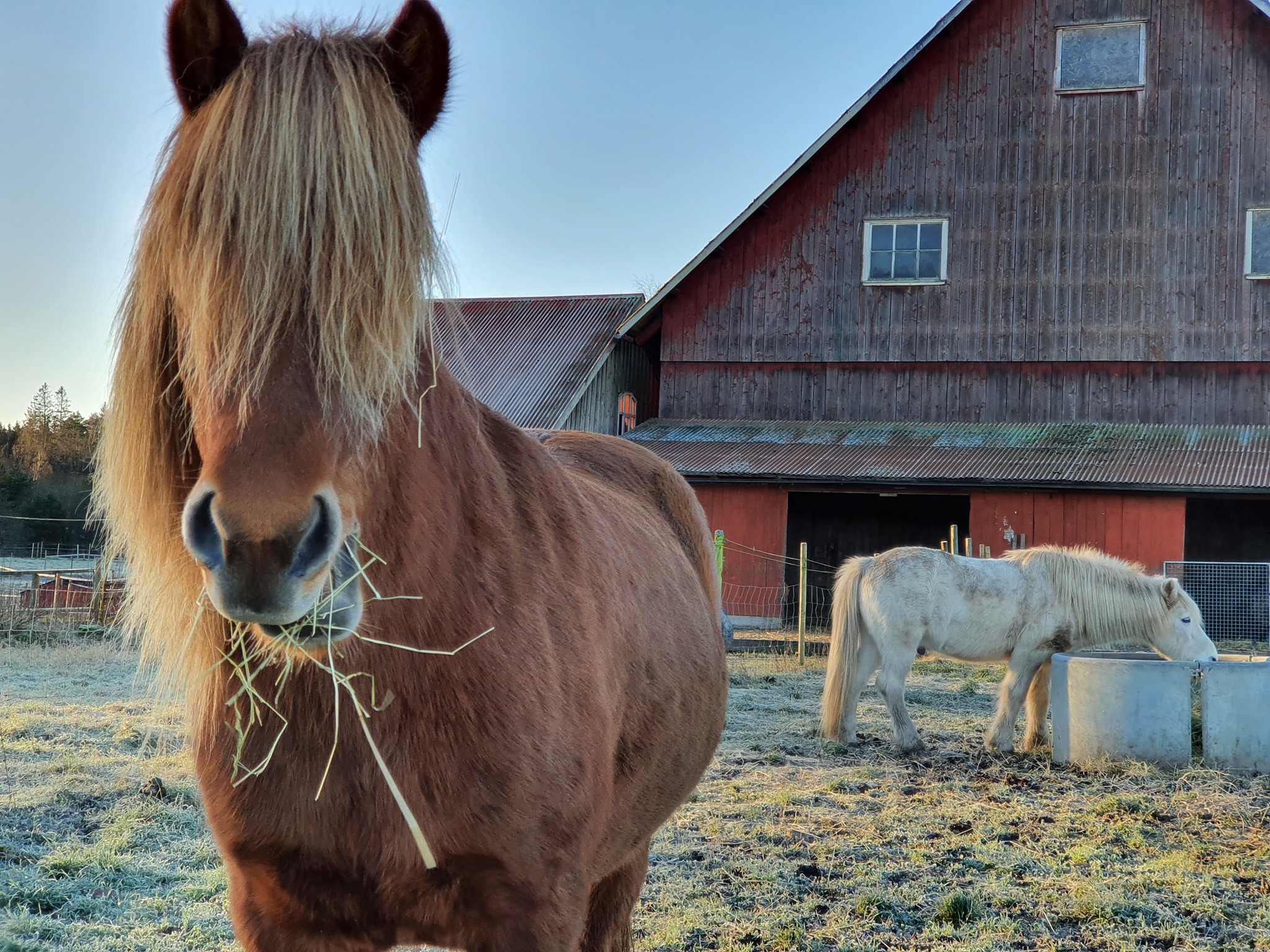 Närbild på en häst som står i hagen. Marken är frostig och hästen äter hö. I bakgrunden ser man en till häst och en ladugård.