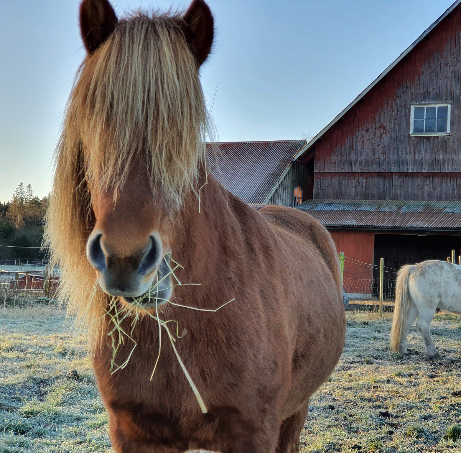 Närbild på en häst som står i hagen. Marken är frostig och hästen äter hö. I bakgrunden ser man en till häst och en ladugård.