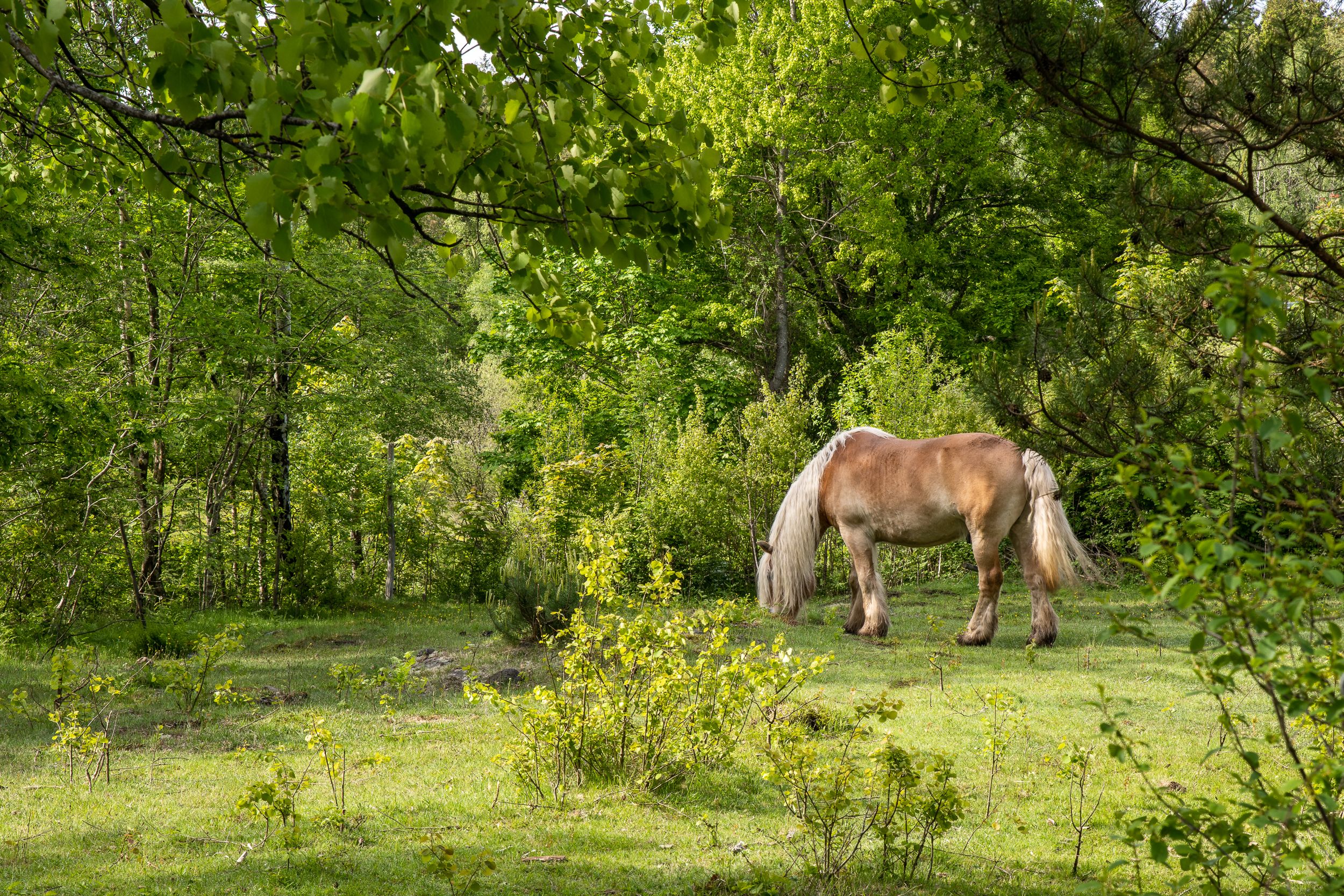 En bild på en häst som betar i gröngräset omgiven av gröna lummiga träd.