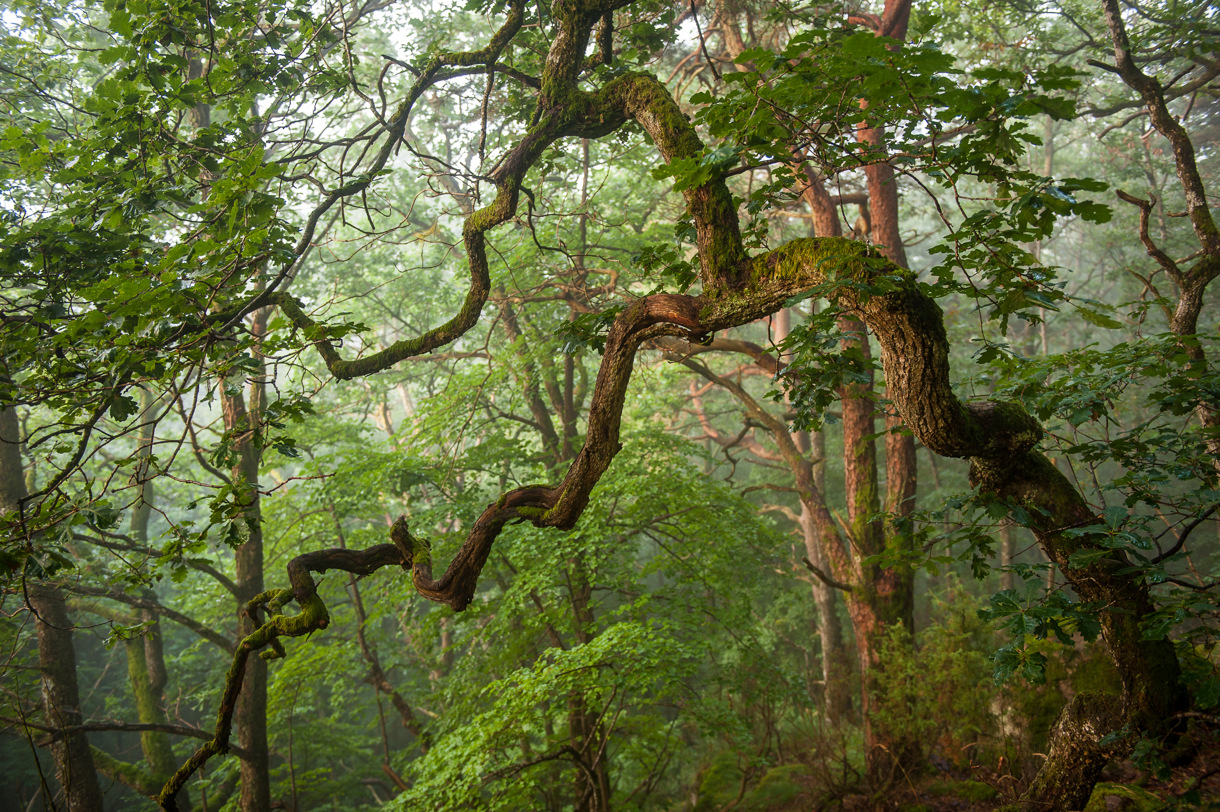 En bild på ett krokigt träd i en grön lummig skog.