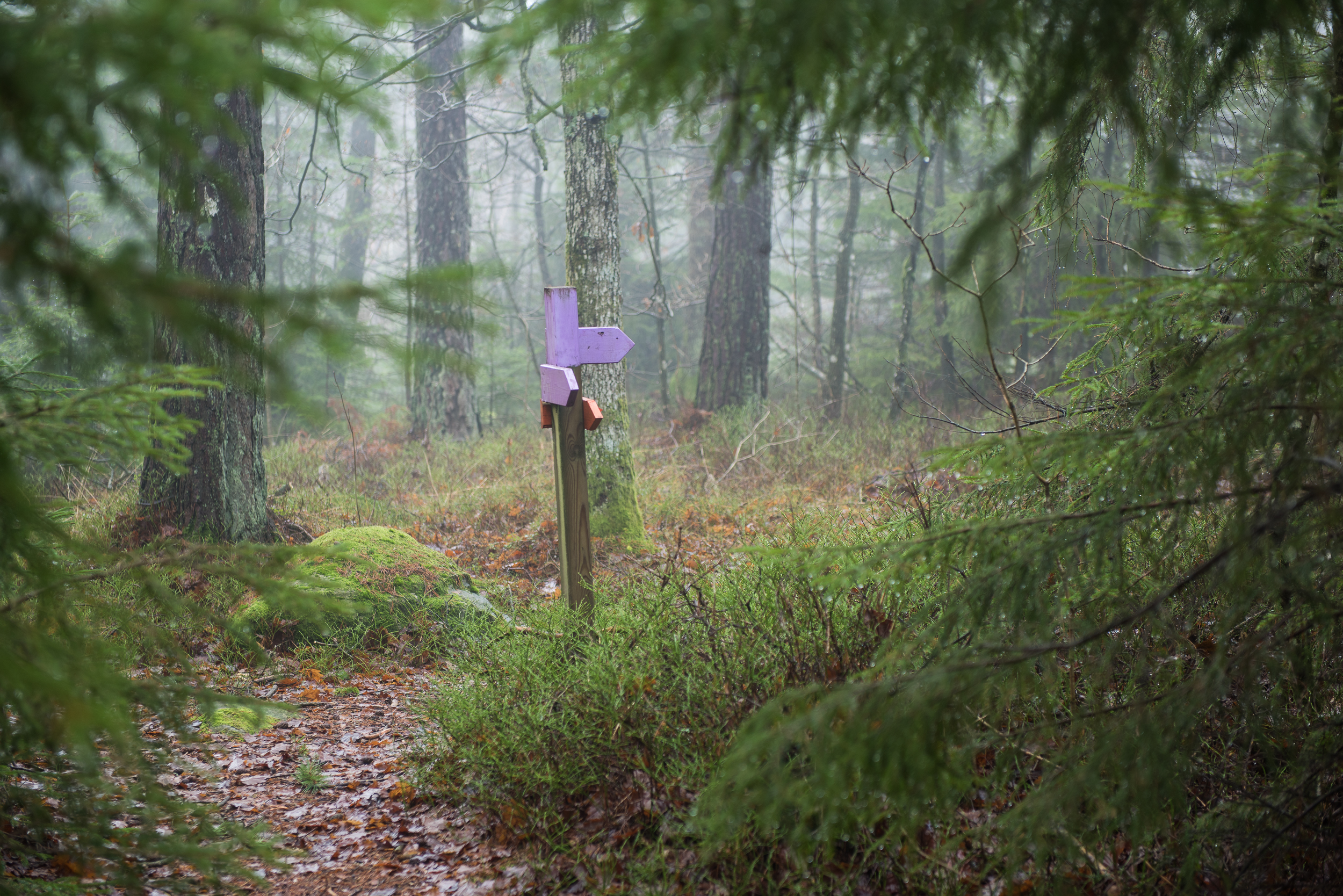 En bild på pilar av trä som sitter längs en stig i en lummig skog.