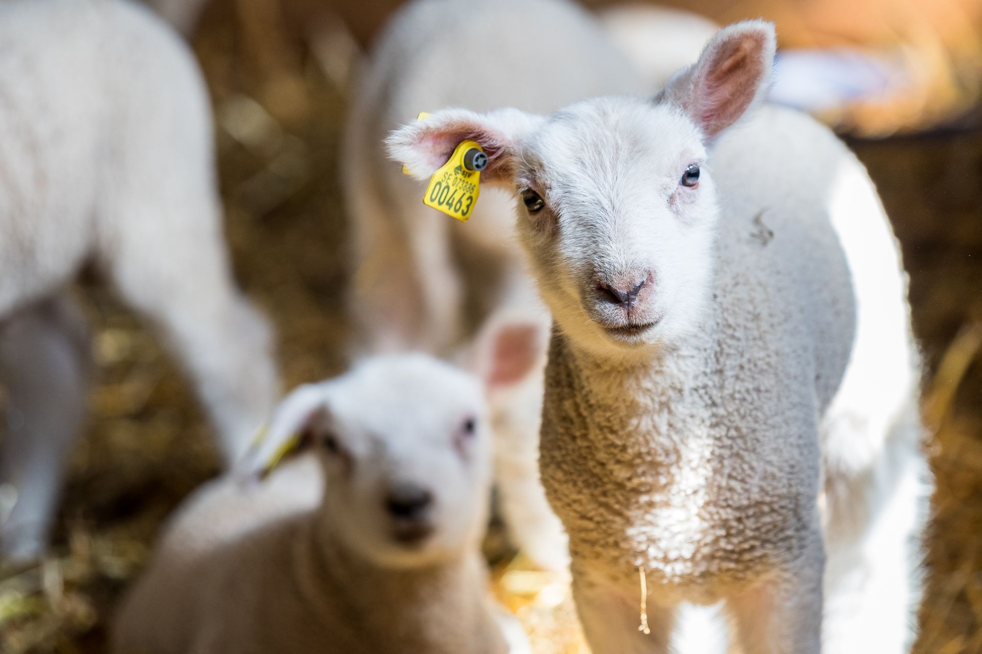 En bild på två lamm i solljus. I bakgrunden kan man skymta fler lamm.