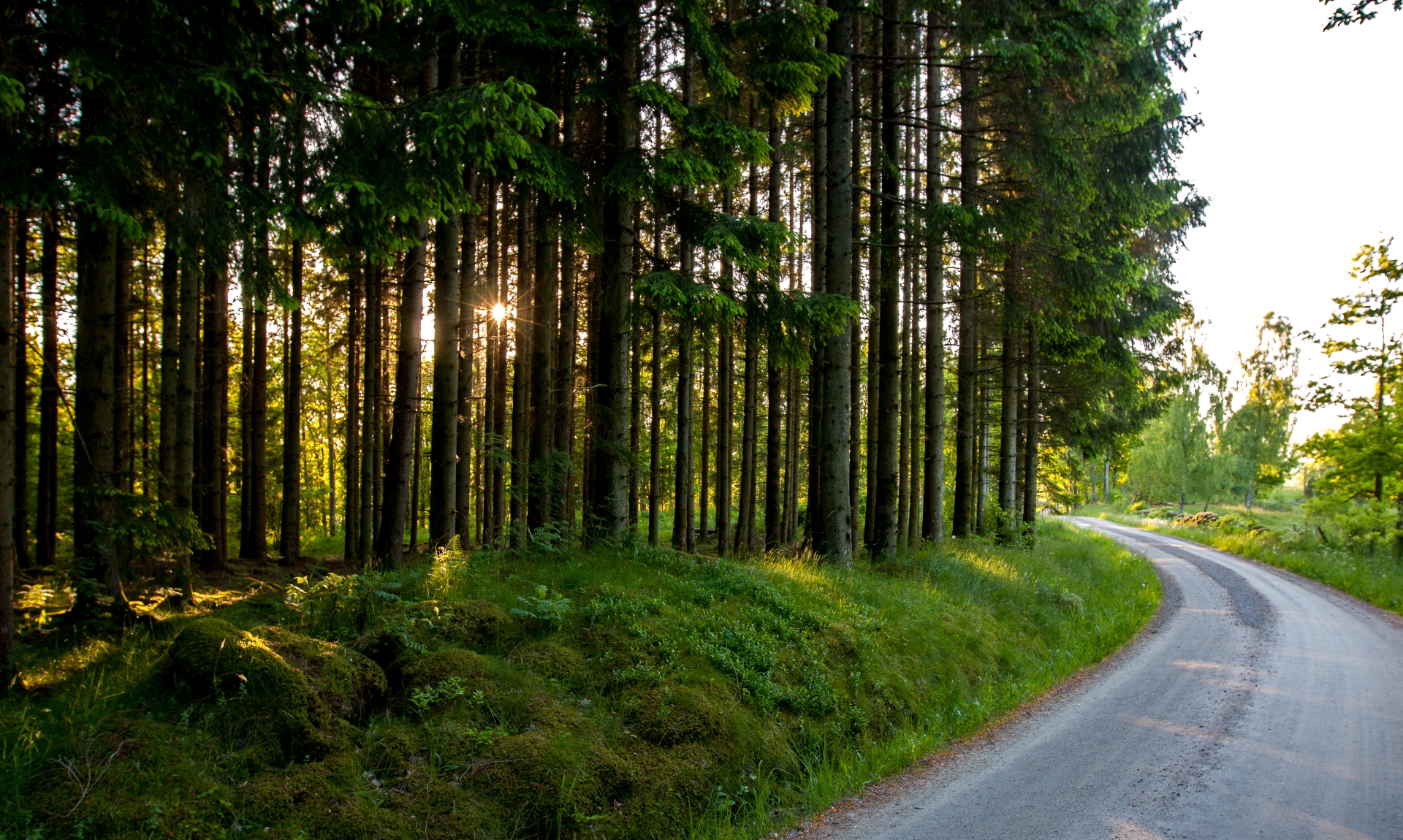En grusväg som kantas av en grön tjock skog.