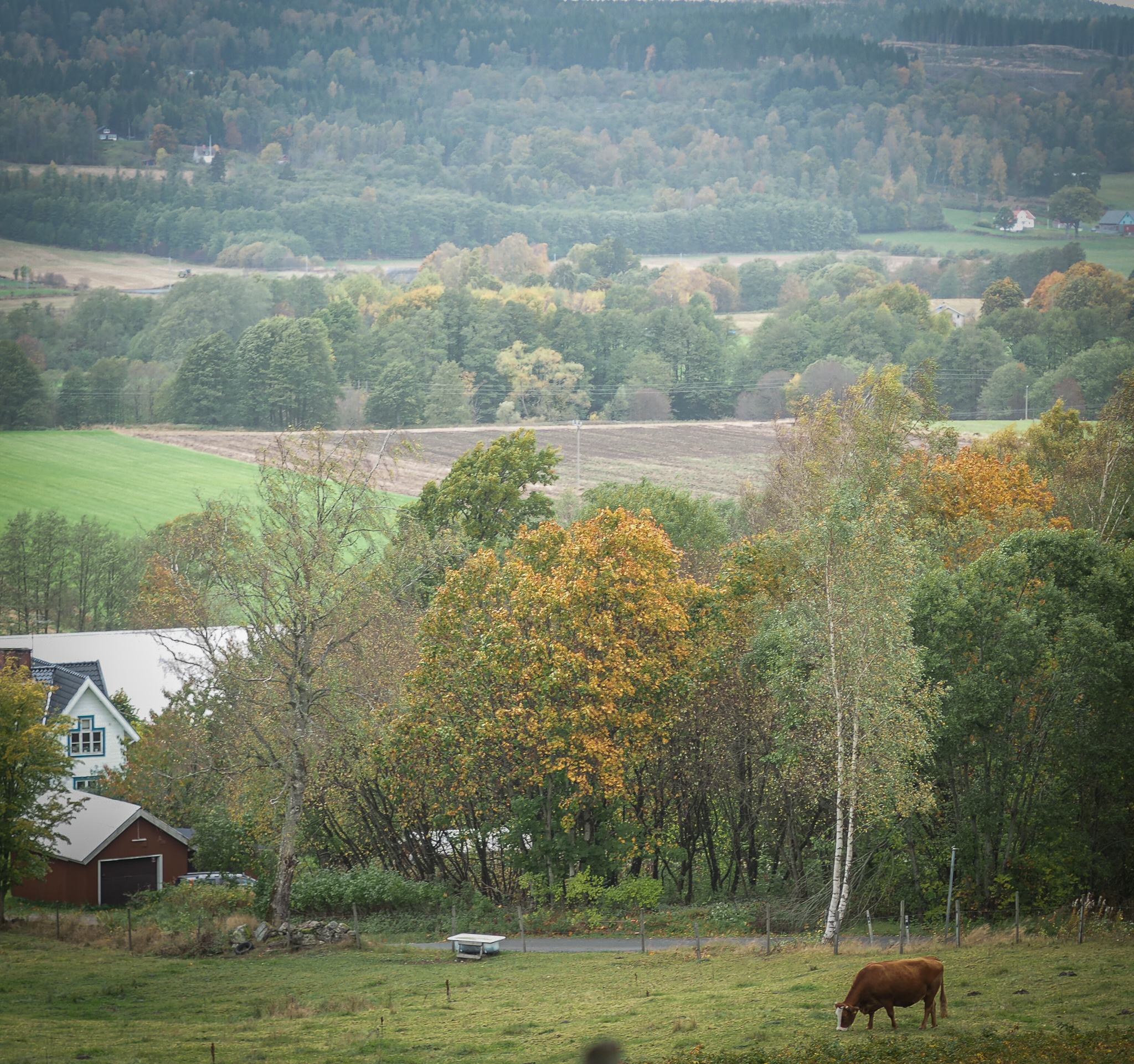 En bild på utsikt över ängar, skog och dalar. En ko betar i gräset.