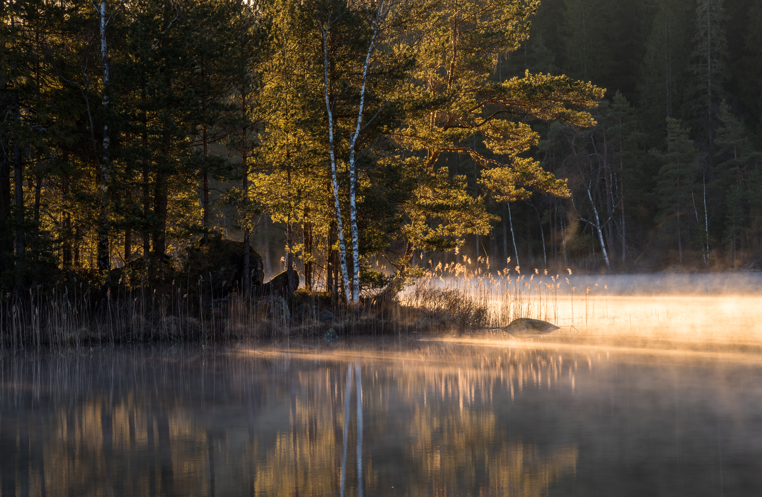 En bild på en fridfull skogsjö med sjörök.