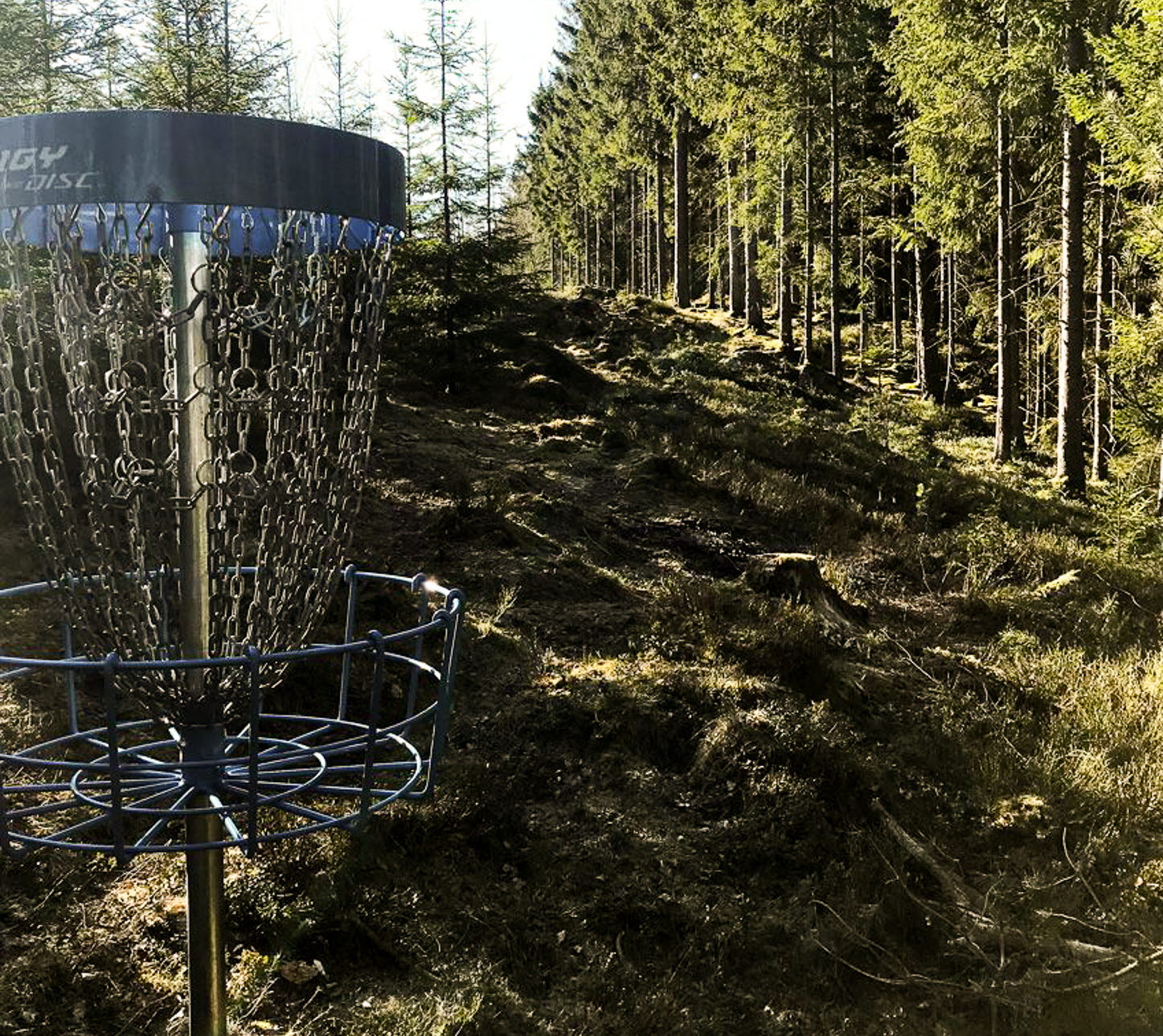 En bild på en discgolf-korg som står ute i skogen bland stubbar och tallar.