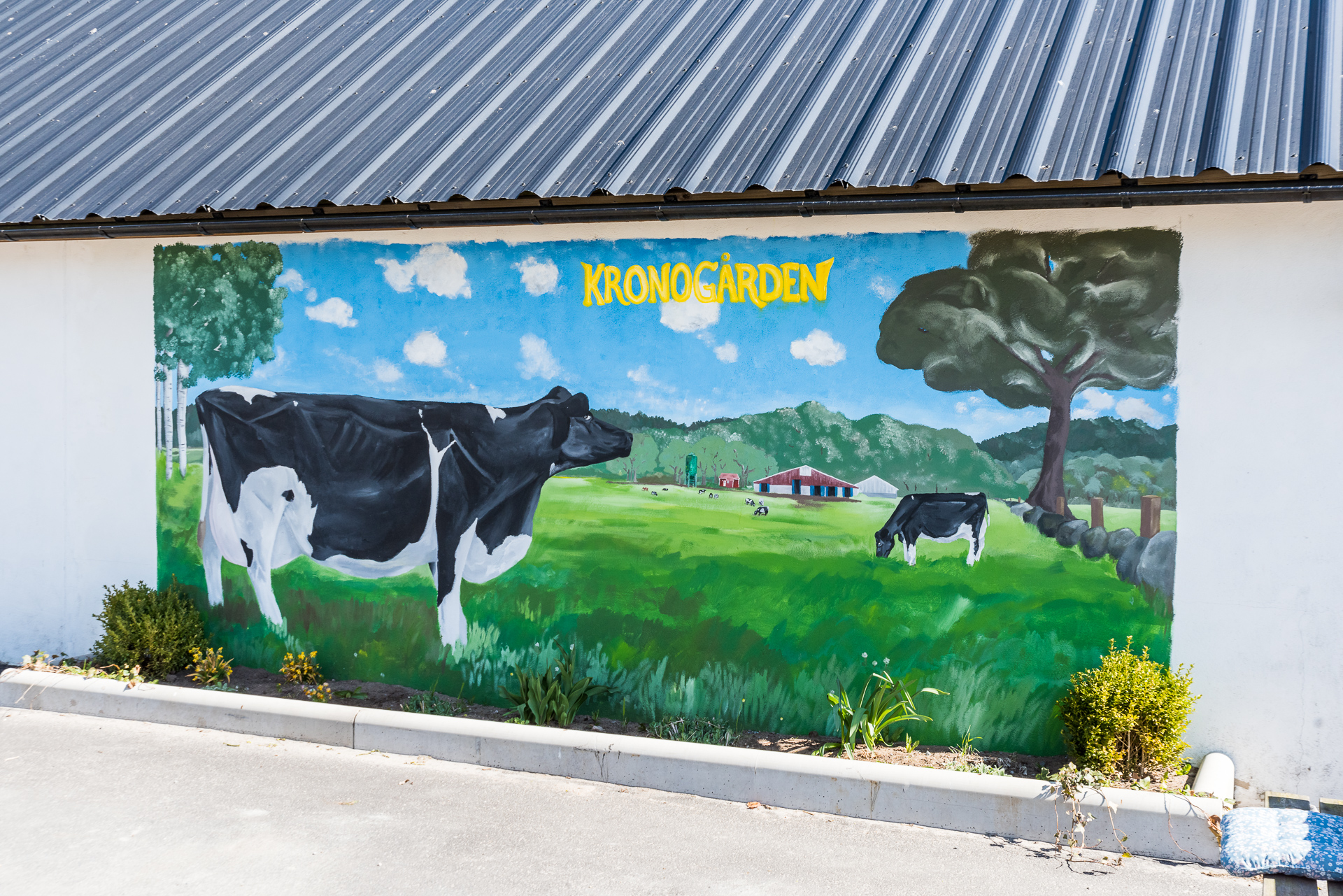 En närbild på en husvägg där man målat två kossor som betar i gräset.