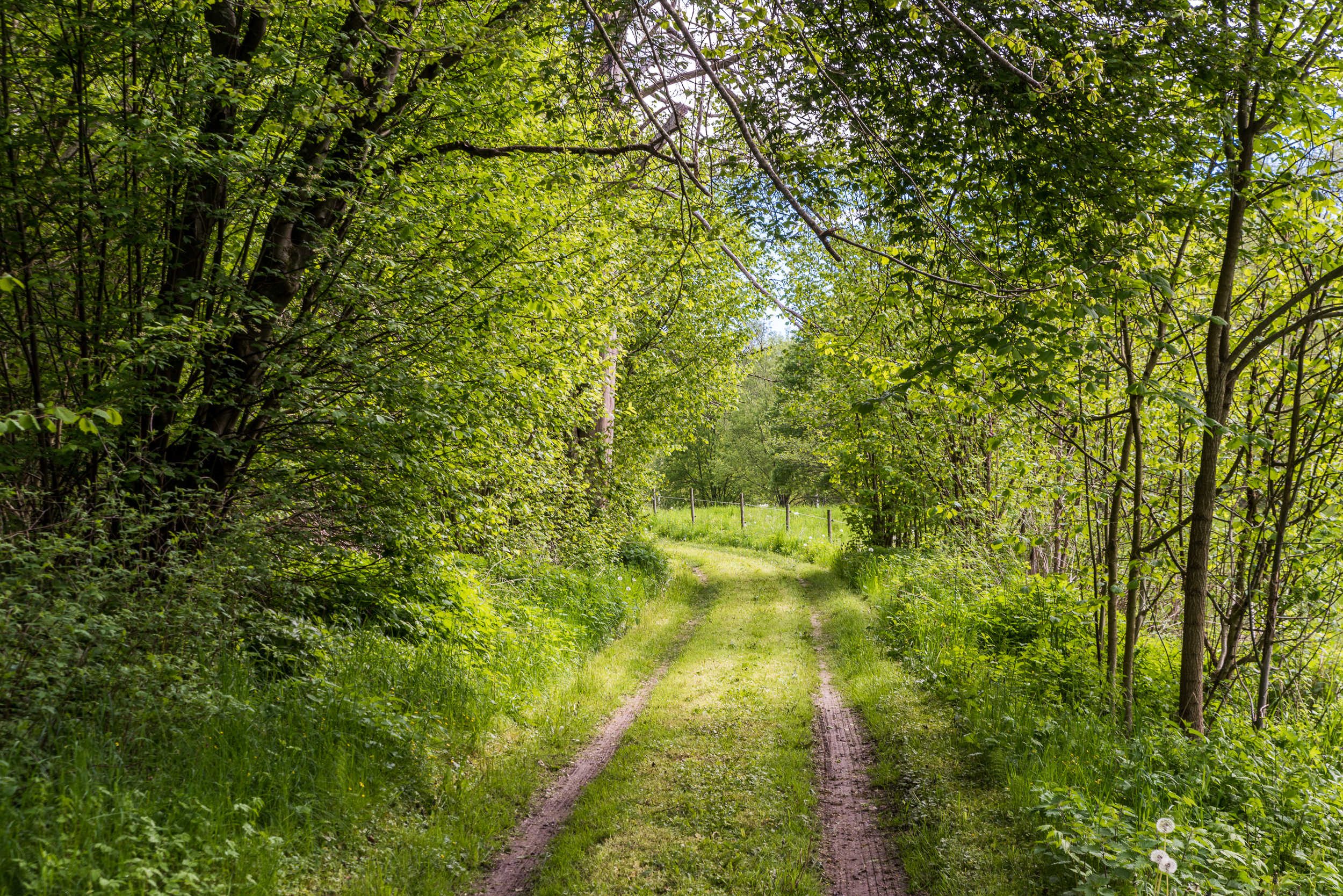 En bild på en gammal grusväg som nästintill är helt igenväxt av gräs. Längs sidorna väger högt gräs, träd och annan grön frodighet.