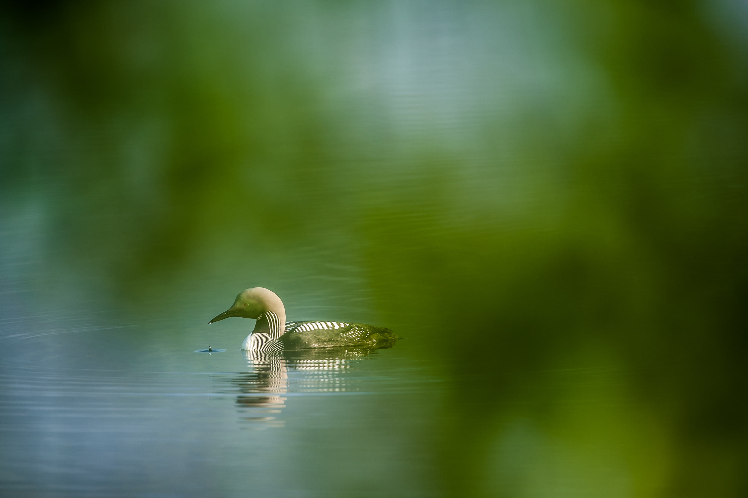 En närbild på en fågel som flyter på vattenytan på en sjö. I förgrunden syns grönska i form av blad på en gren.