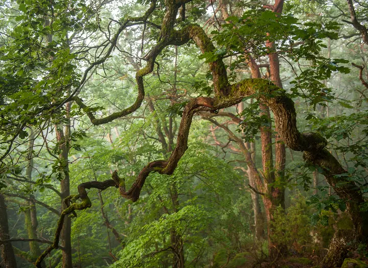 Letebo naturreservat