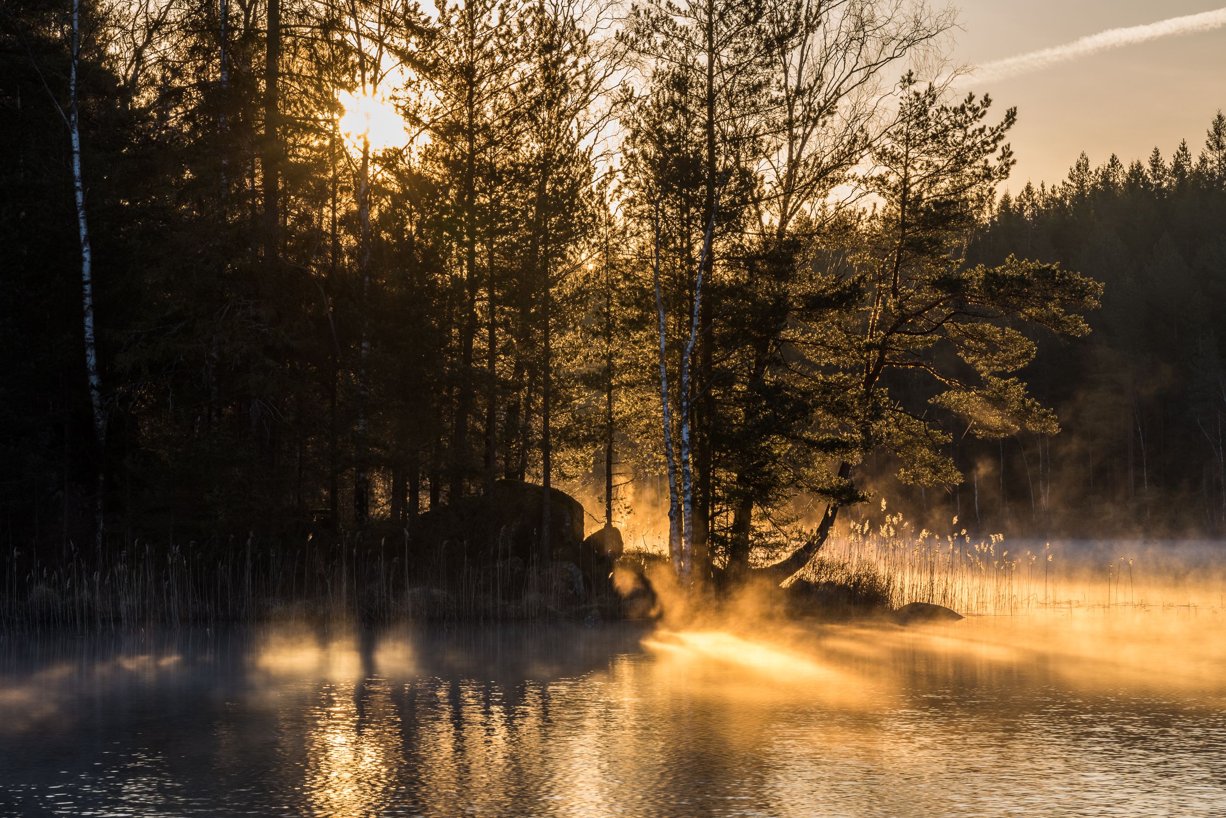 En naturbild på en liten sjö i skogen där granar och tallar står stolt längs med sjökanten. Solen strålar genom skogen och lämnar ett guldigt sken ner i vattnet. 