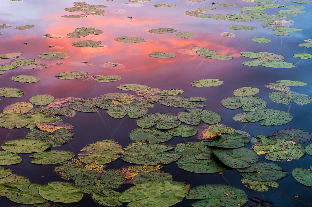 En bild på näckrosor som ligger i en sjö som färgats lila av den speglande himlen.