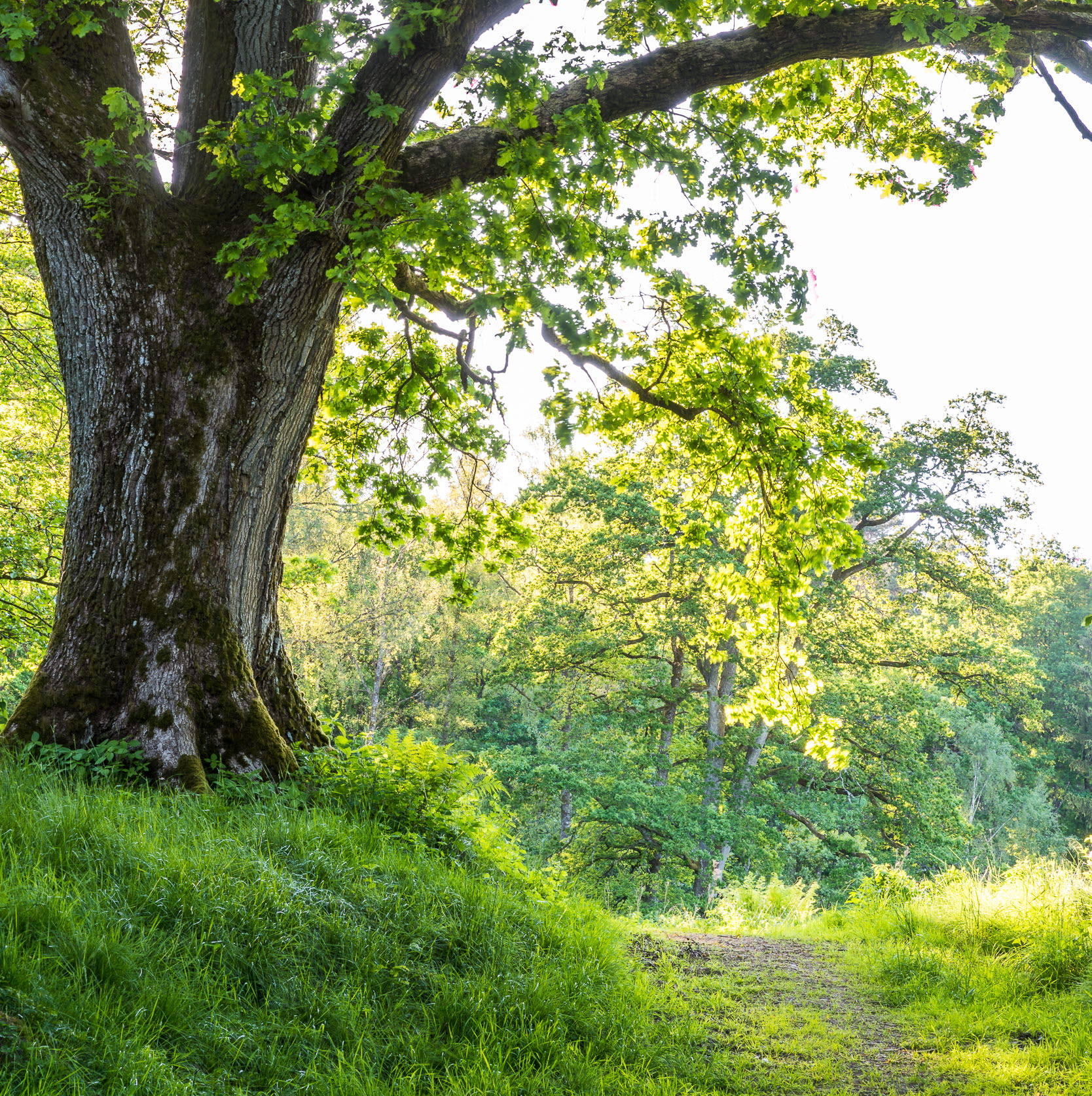 En bild på vackert naturlandskap.