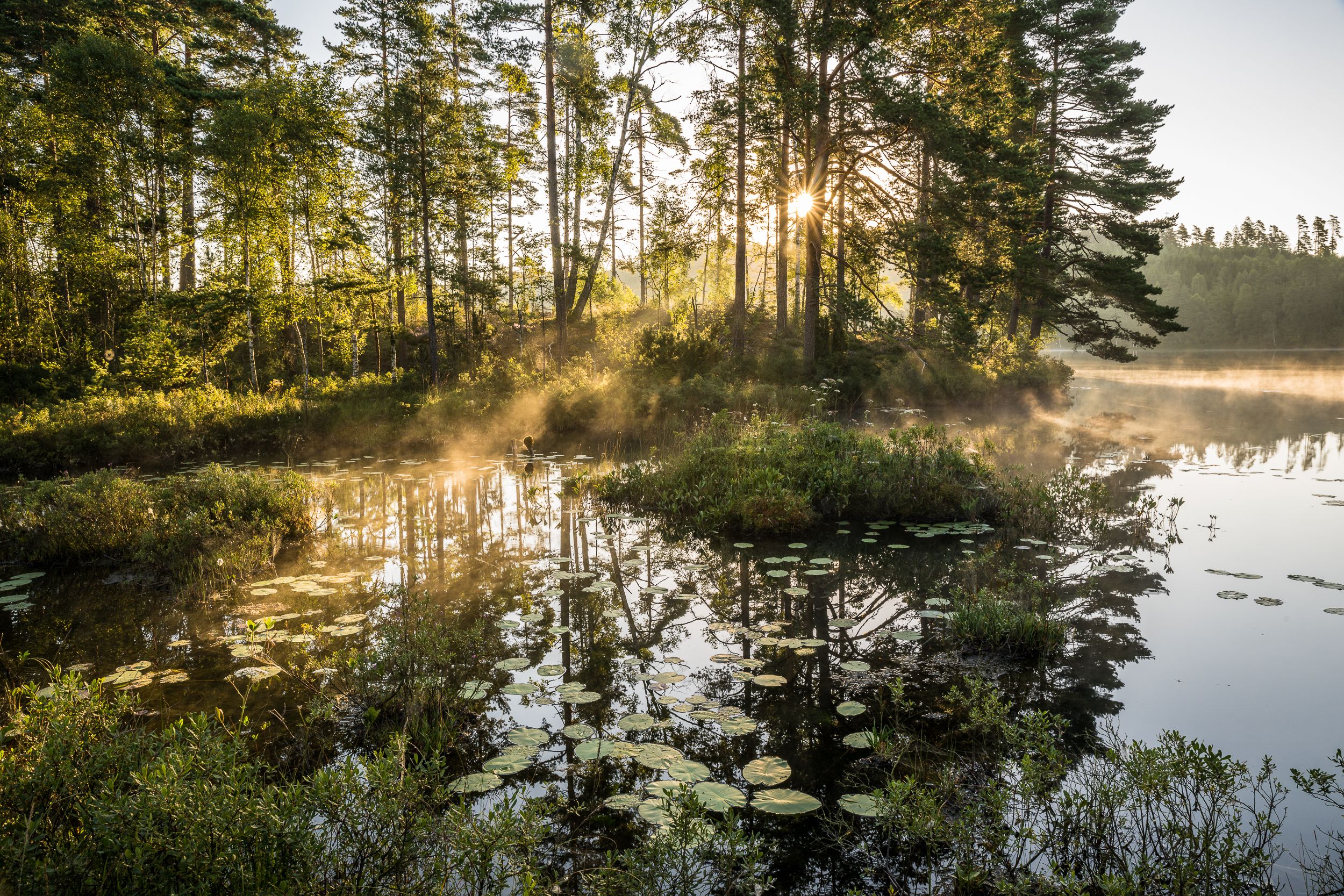 En bild på en liten spegelblank sjö med dimma och näckrosor. Solen lyser vackert genom träden i bakgrunden.