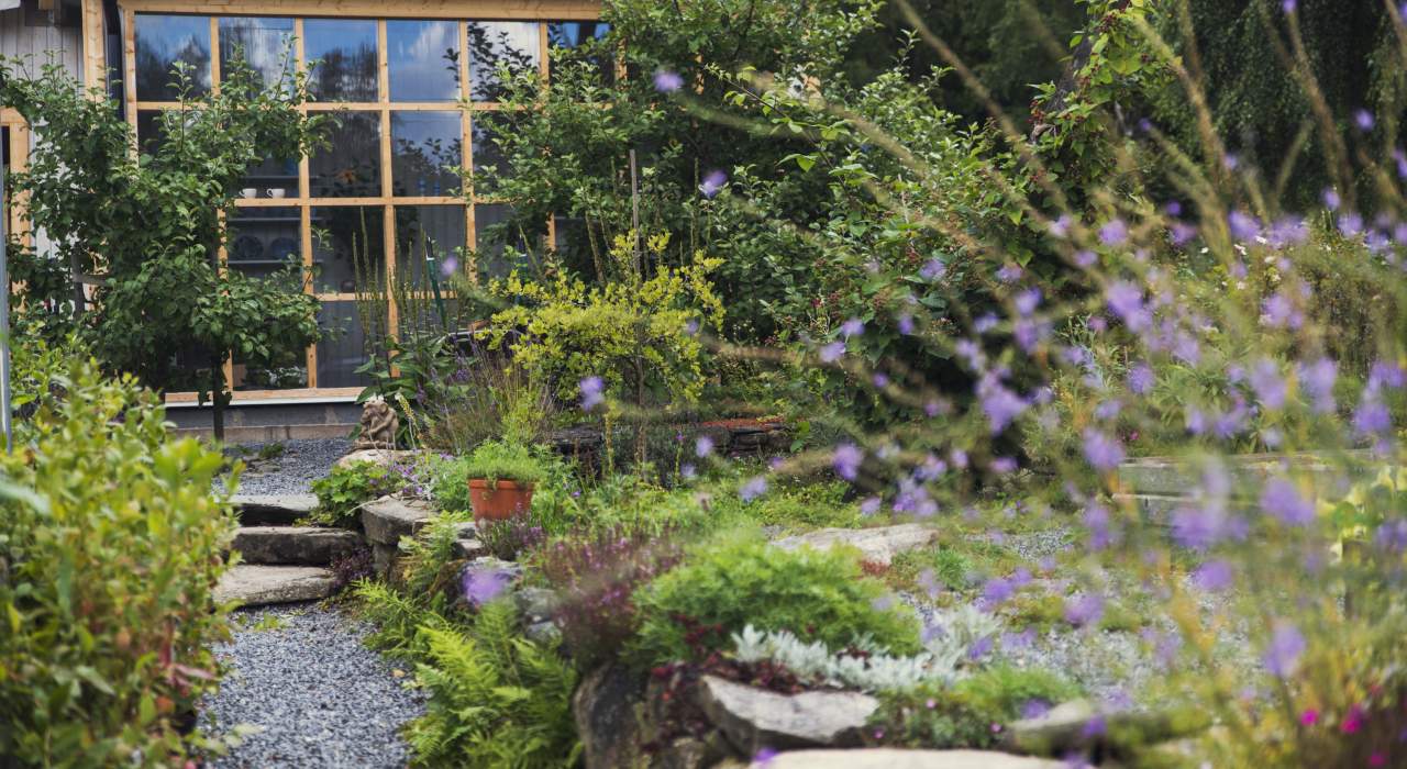 En bild på en blommande trädgård vid en grusgång. I bakgrunden skymtar man ett växthus.