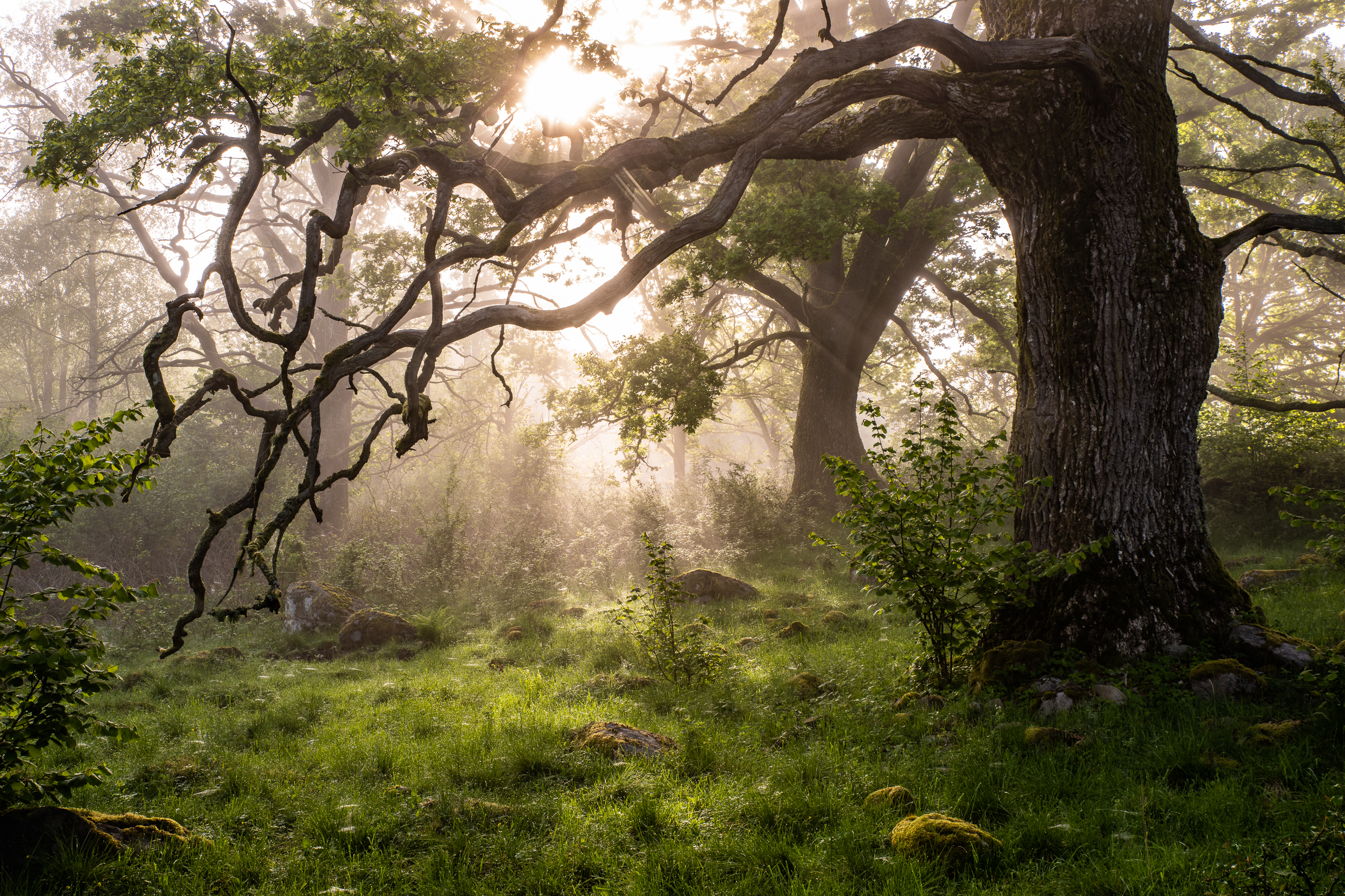 En bild på en gammal ek med vackert solljus i bakgrunden