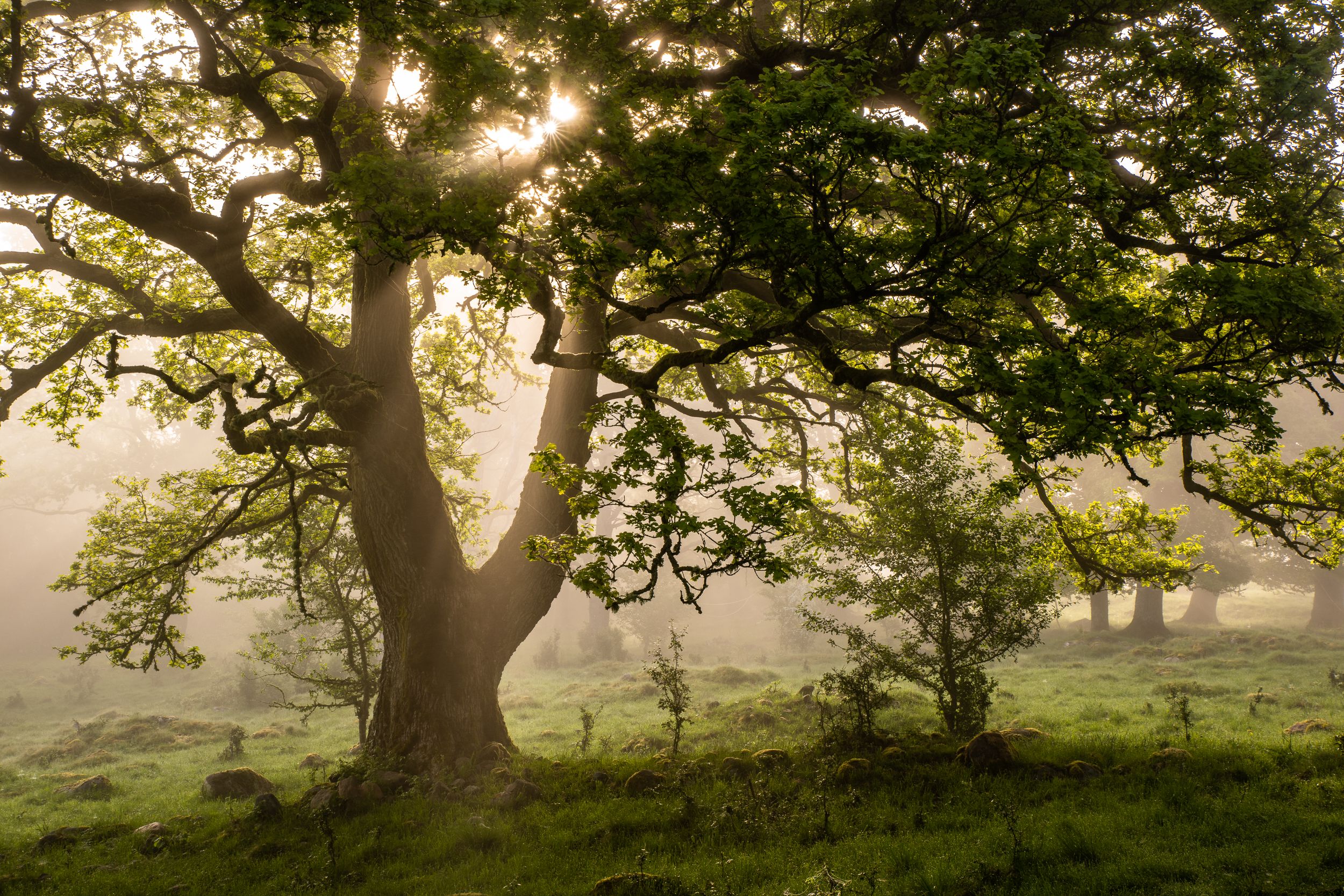 En bild på ett stort vackert träd där solen strålar in mellan bladen. Marken är grön och frodig.