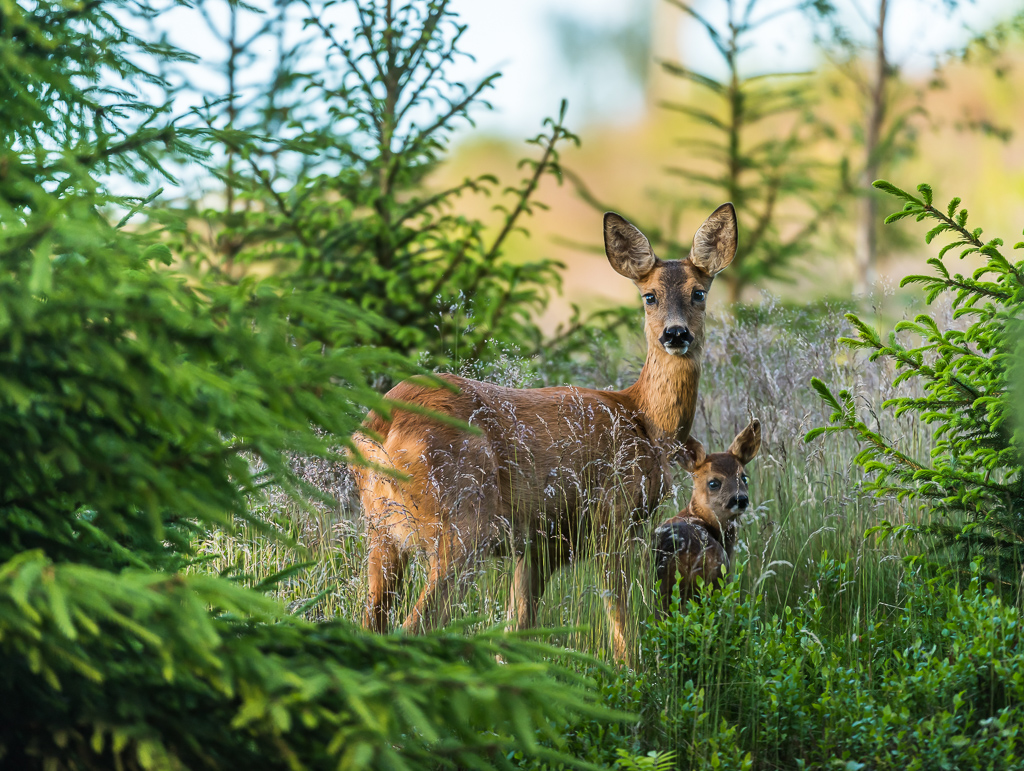 En bild på ett rådjur och ett kid som står bland lummig grönska.