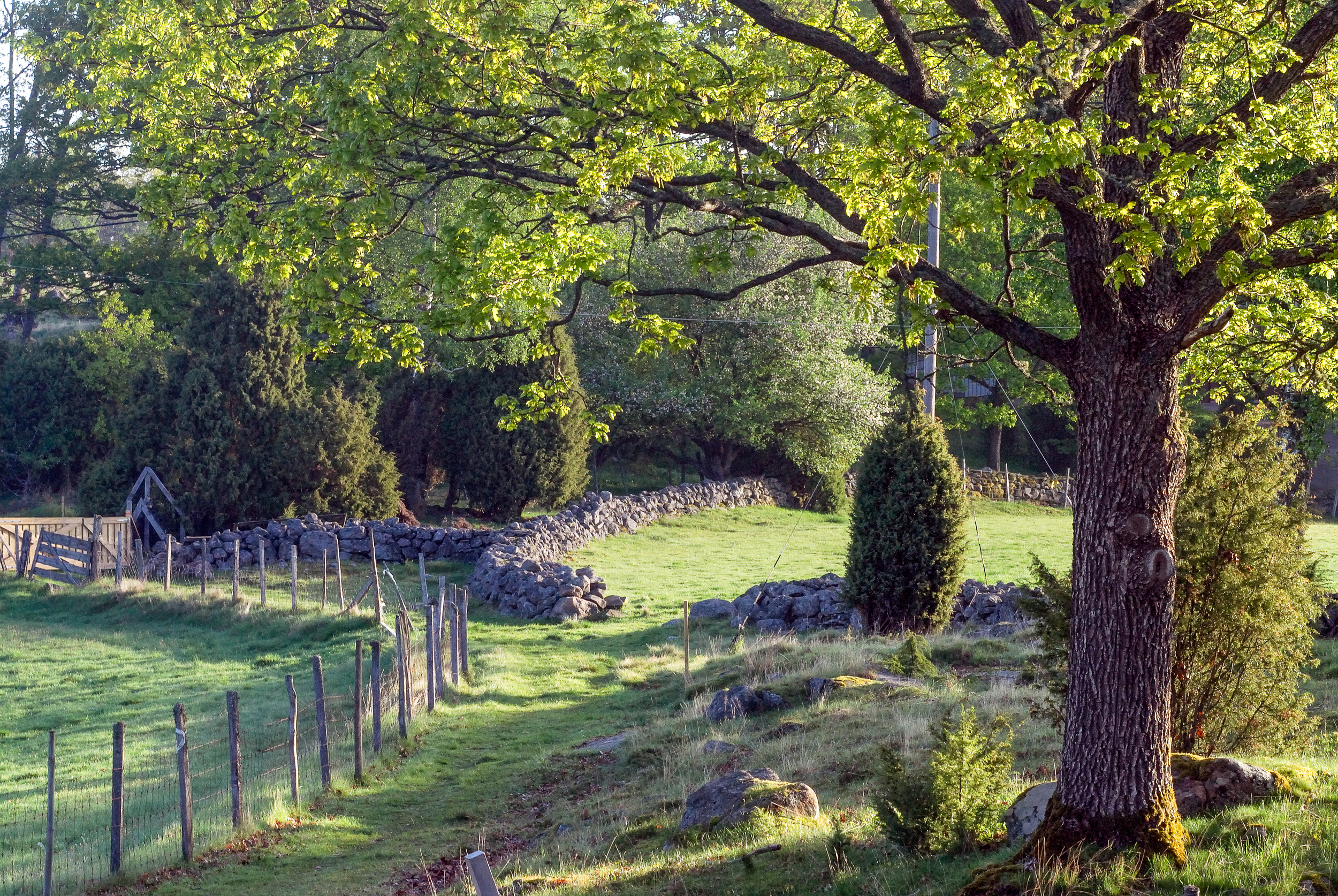 En stig i skogen som är kantad av en stenmur.