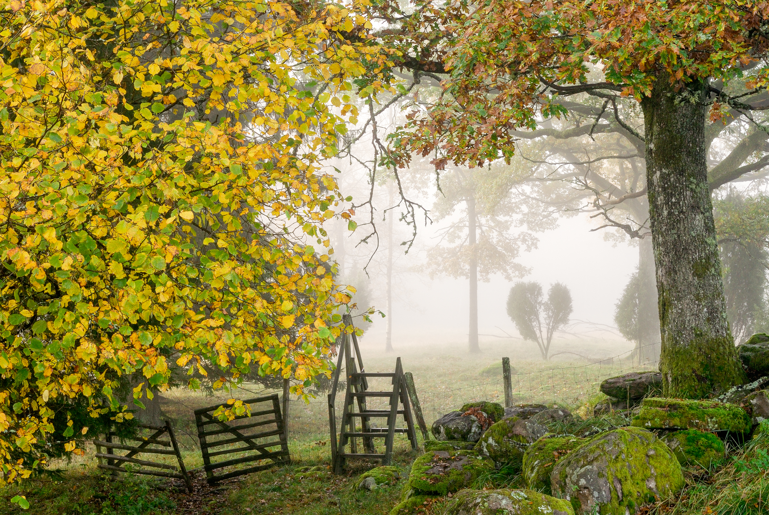 En bild på en grind i skogen.