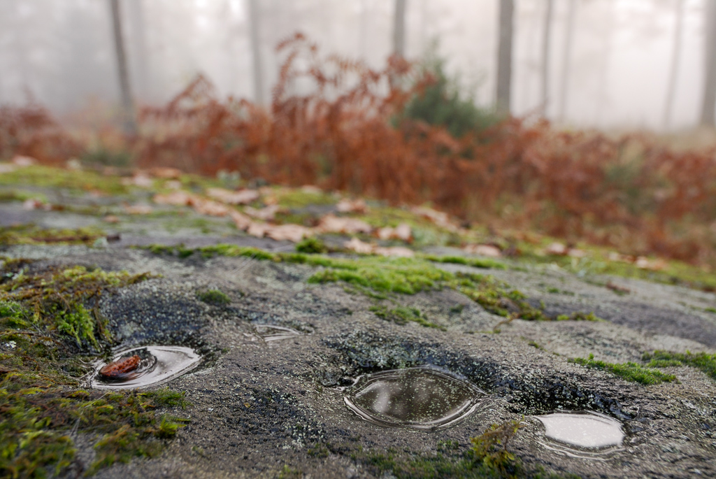 En närbild på en stor sten som ligger i en höstlig skog.