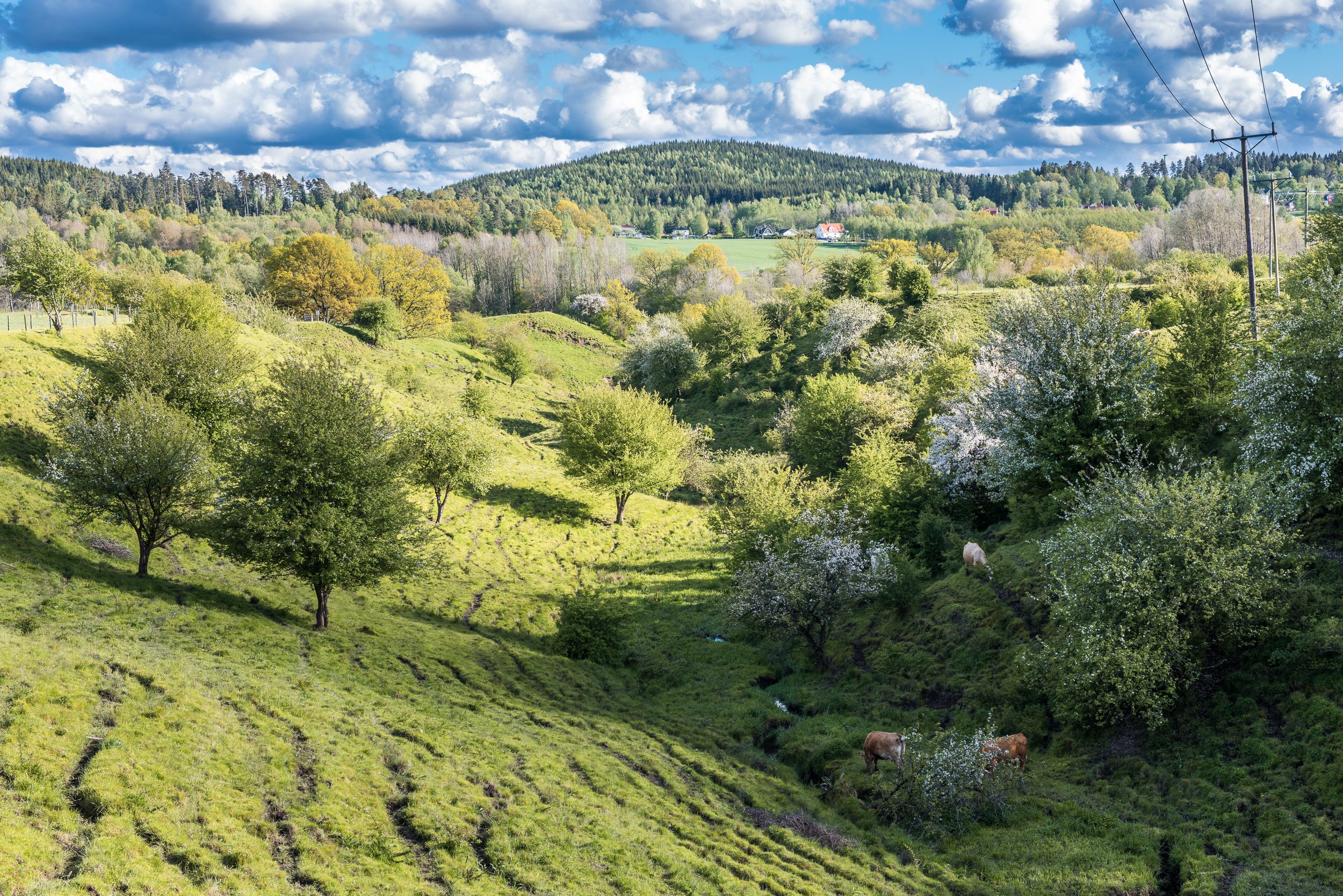 En bild på ett böljande grönt landskap.
