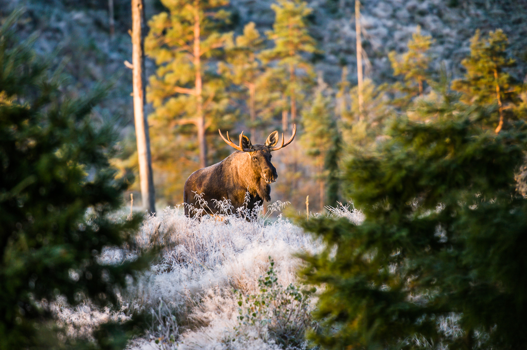 En bild på en älg som kommer gående i frostbitet gräs i skogen.