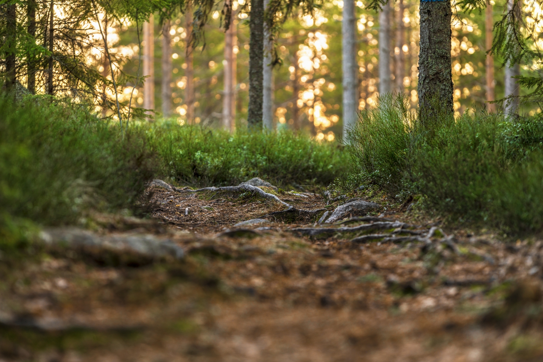 En närbild på en stig i skogen kantad av blåbärsris.