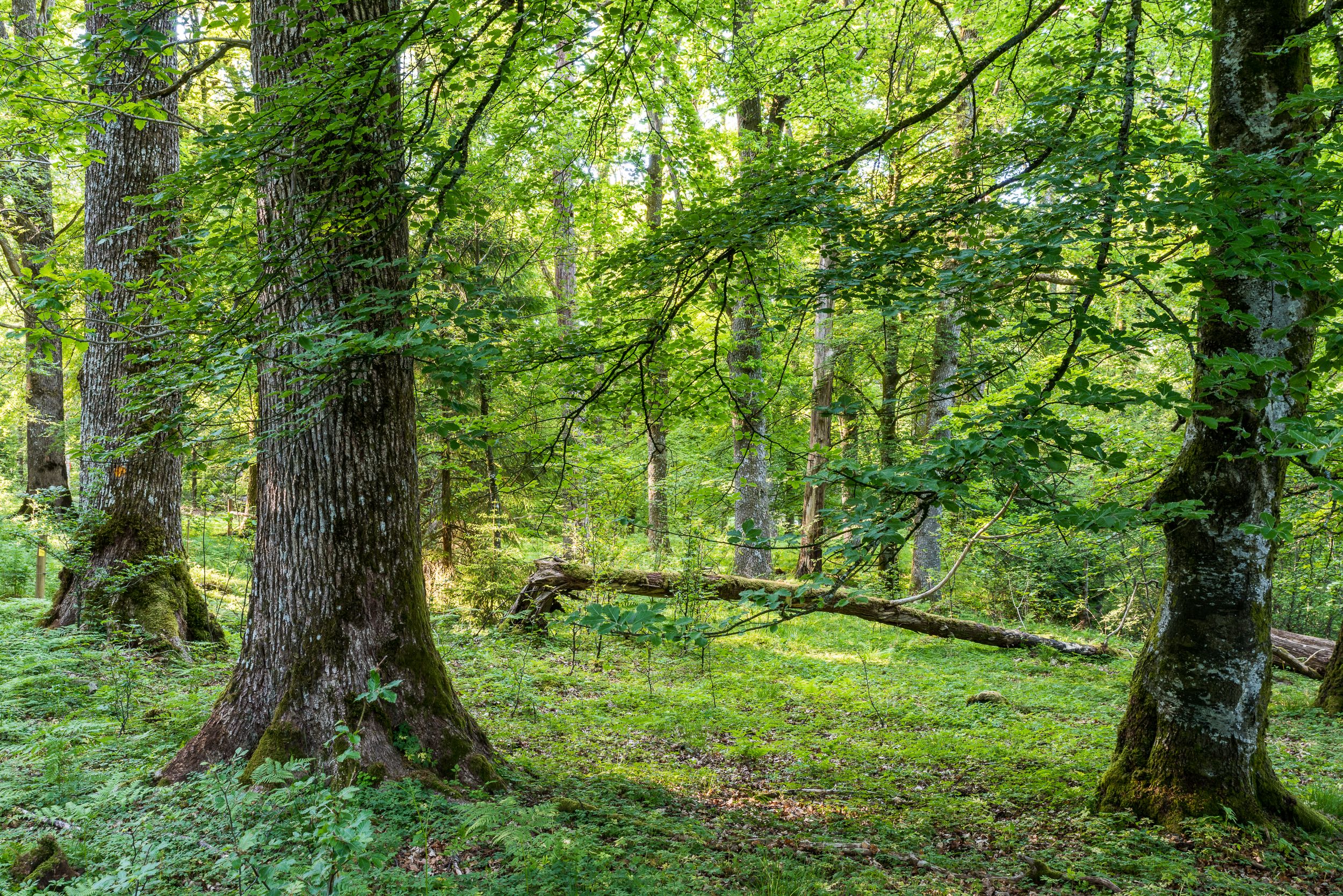 En bild på en grön skog.