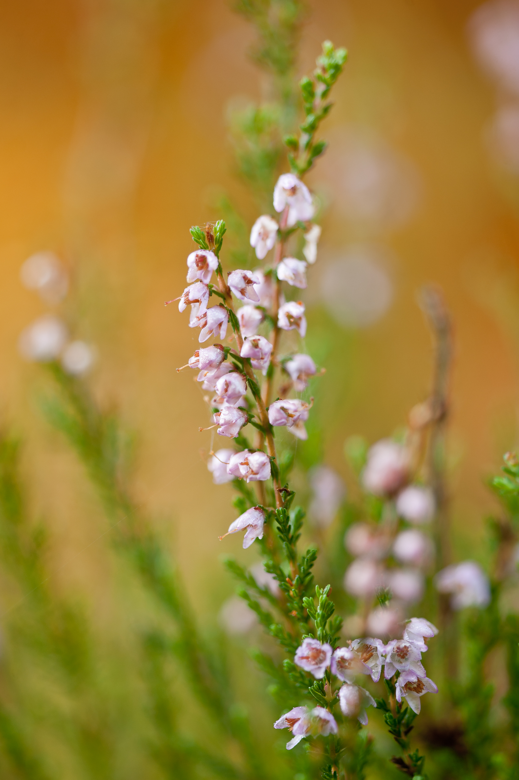 En närbild på rosa små blommor på en ljung-planta.