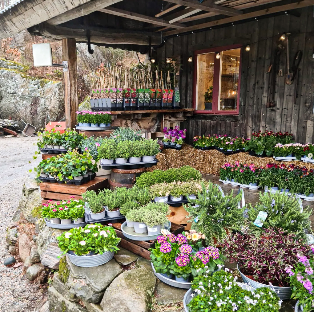 En närbild på utsidan av en butik som säljer mängder av olika blommor och växter.